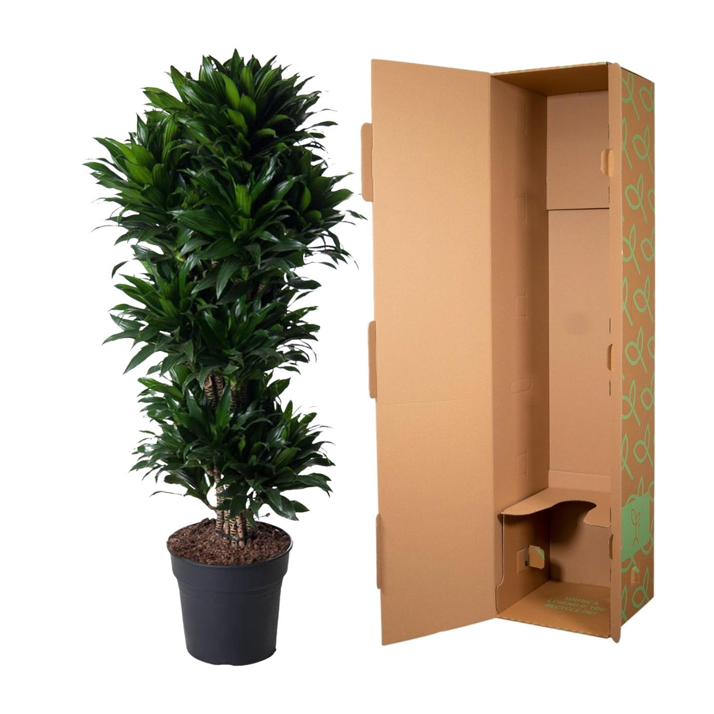 Drachenbaum Compacta – 140 cm pflegeleichte Zimmerpflanze