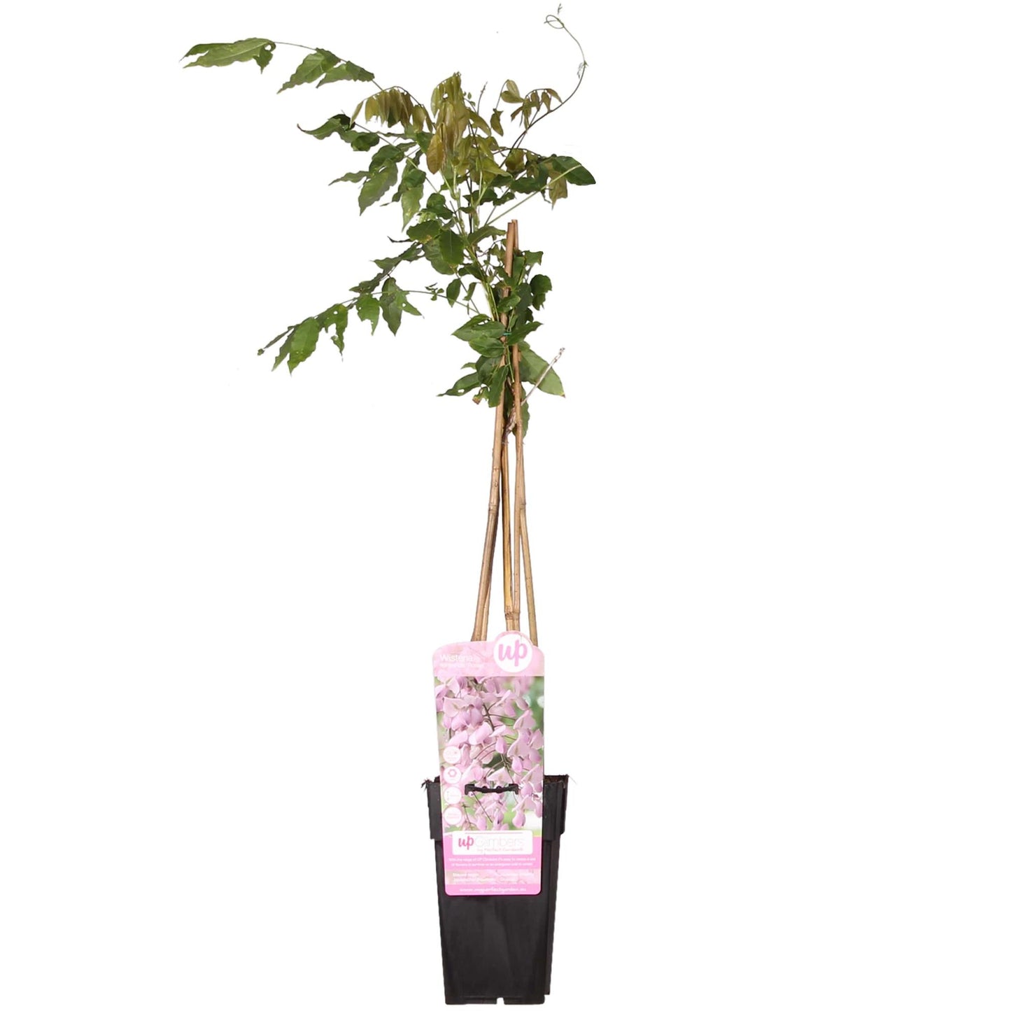 Wisteria floribunda 'Rosea' - Rosa Regen - Ø15cm - ↕65cm
