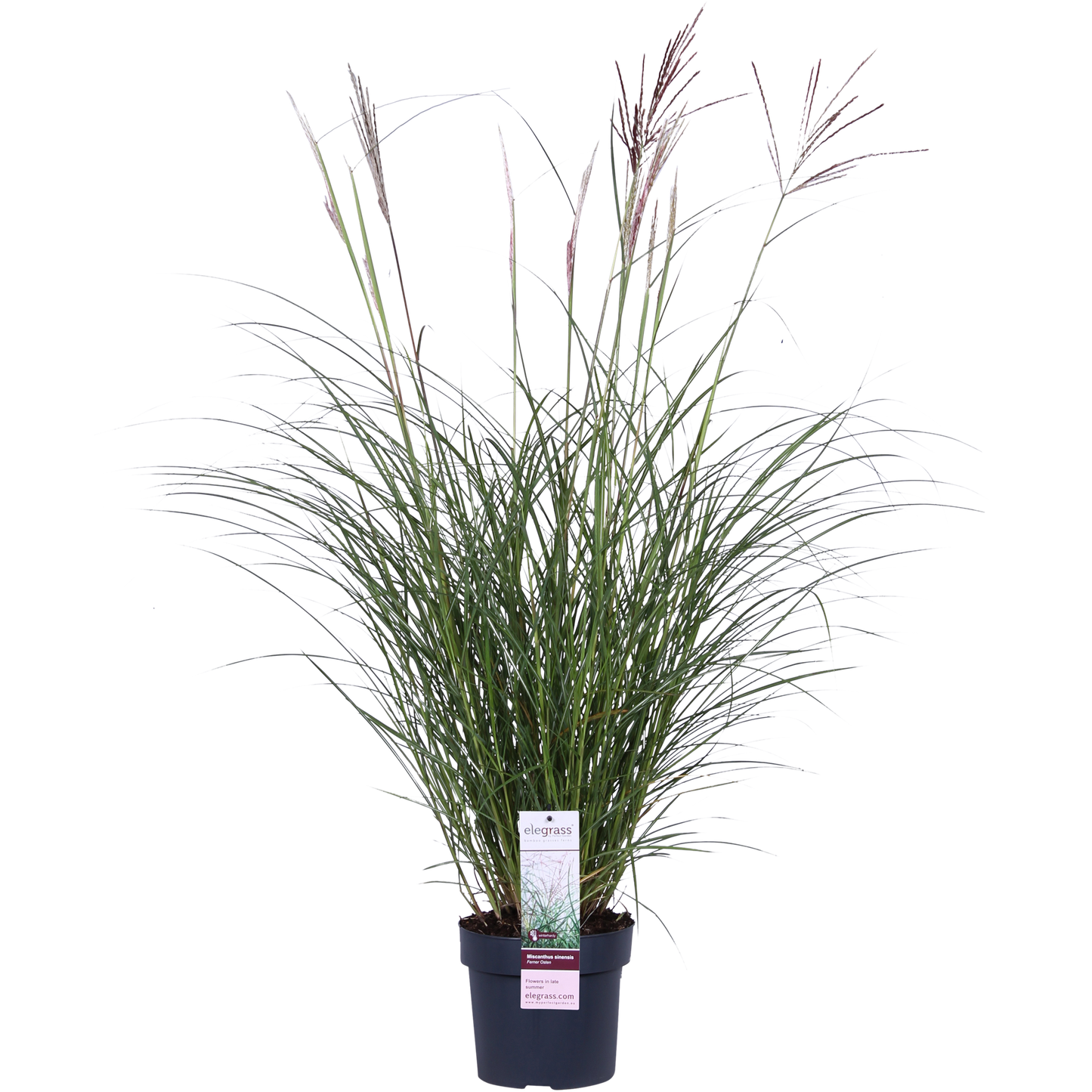 Miscanthus sinensis Ferner Osten - Ø19cm - ↕50cm - Ø19 - ↨50cm