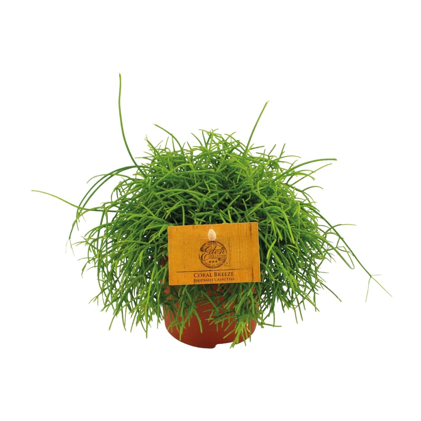 Rhipsalis Cassutha - Ø11cm - ↕15cm