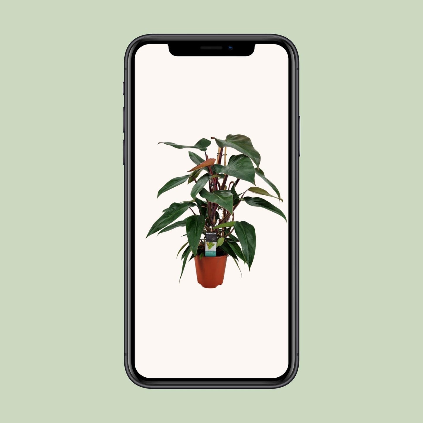 Philodendron New Red Pyramide - Ø19cm - ↕75cm