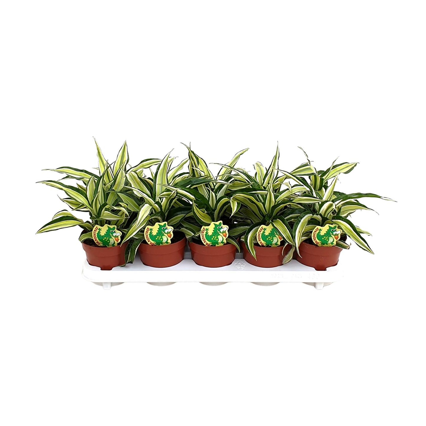 Dracaena Malaika - Ø12cm - ↕22cm