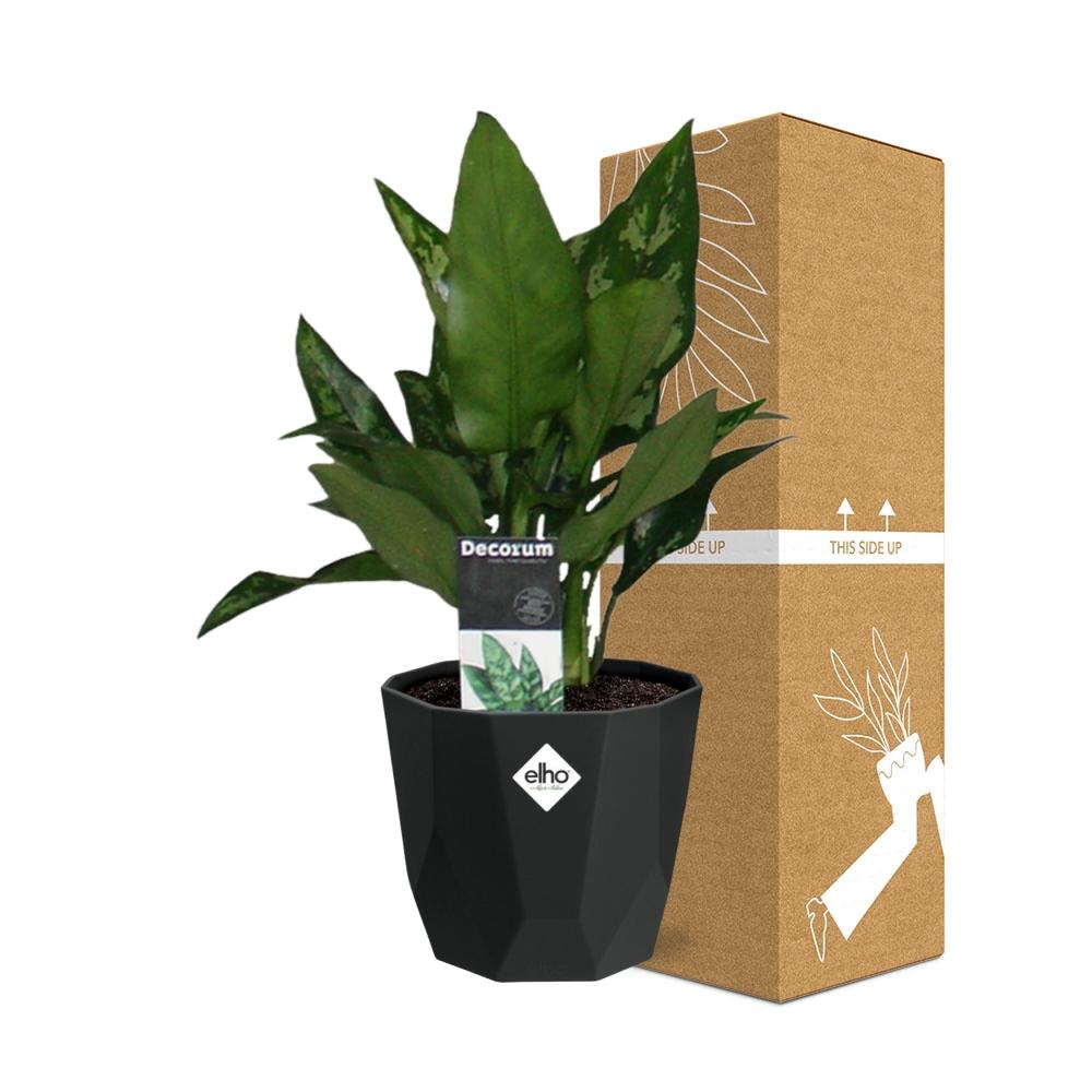 Aglaonema Maria in 14cm b.for rock living black