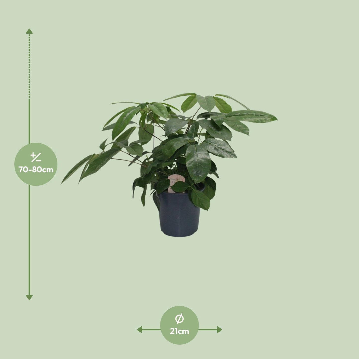 Schefflera Actinophylla - Ø21cm - ↕80cm