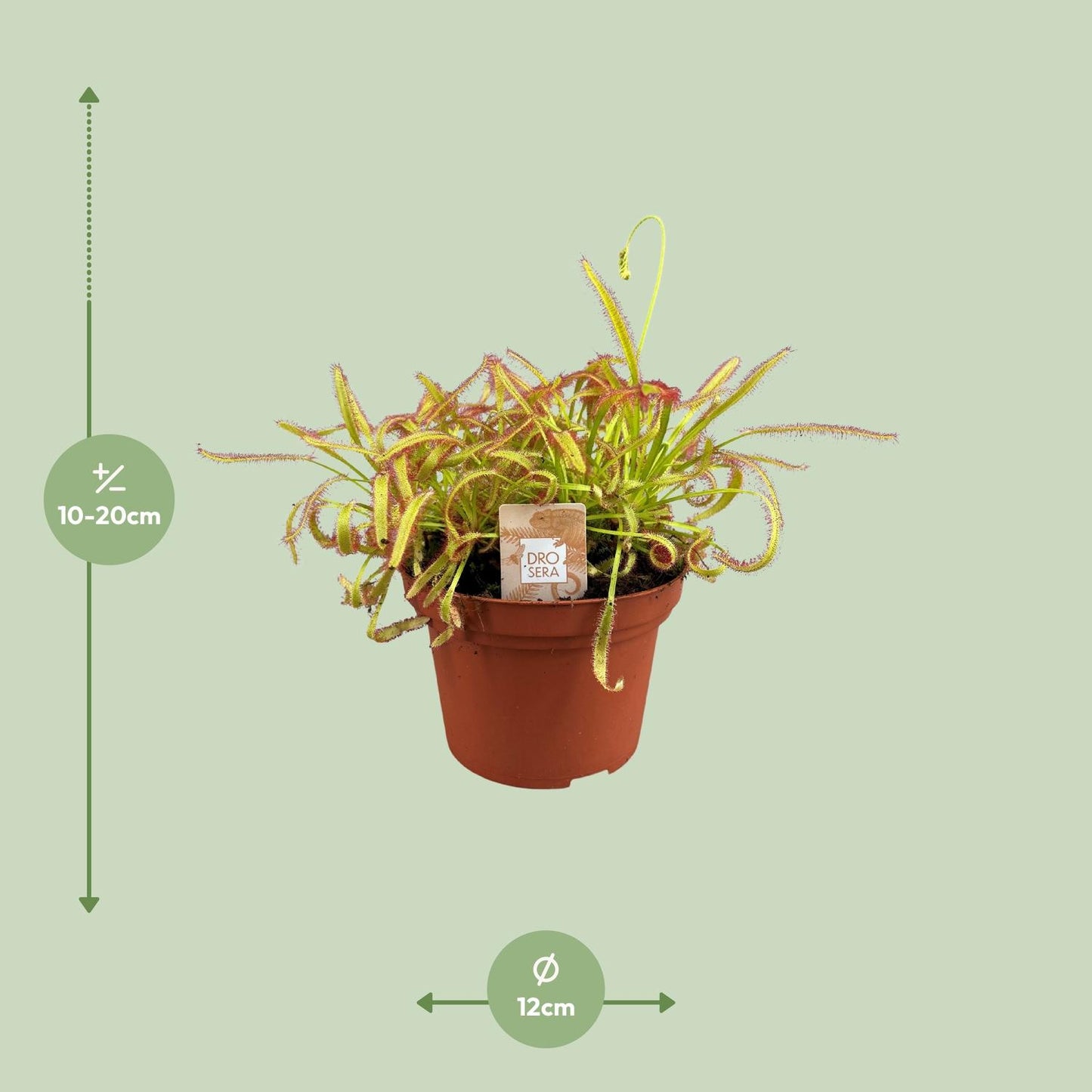 Drosera Capensis - Ø12cm - ↕17cm