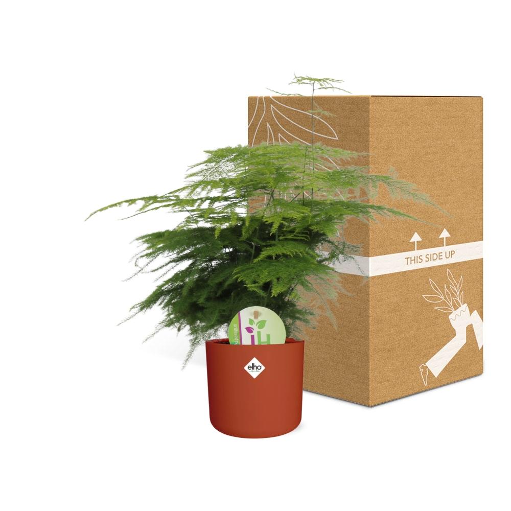 Asparagus ‘Plumosus’ in ELHO b.for soft rond 14cm brique