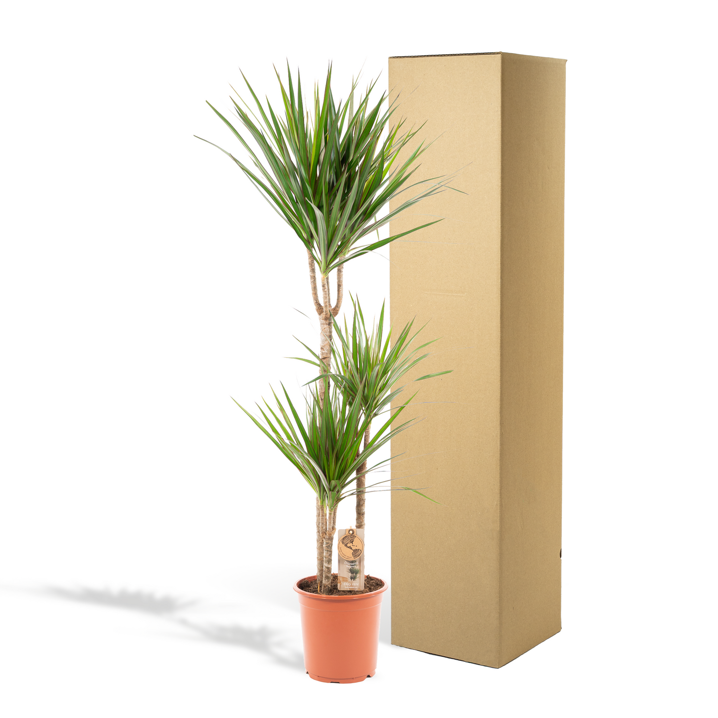 Drachenbaum 120 cm – Stilvolle & pflegeleichte Zimmerpflanze