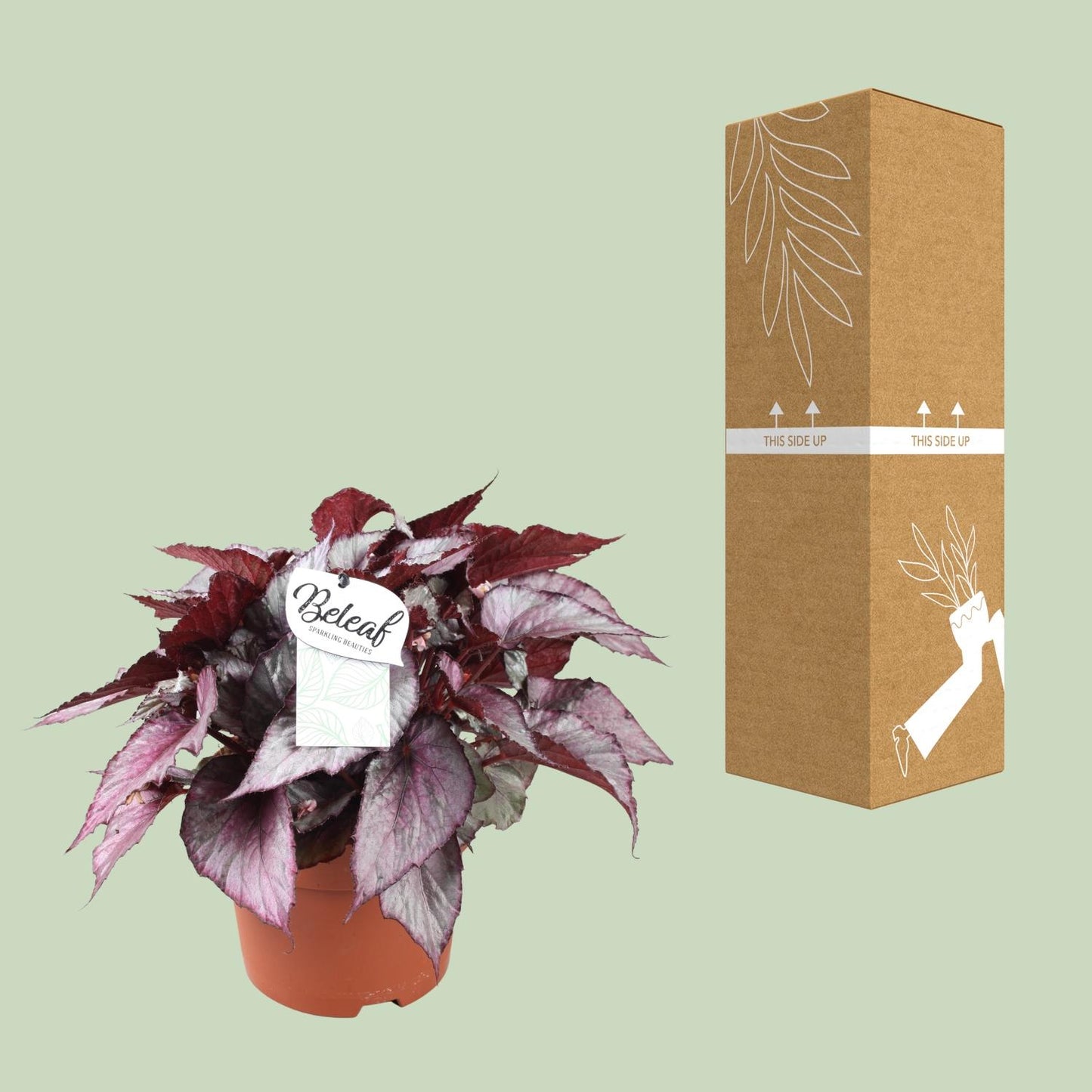 Begonia Beleaf Maori Haze - Ø17cm - ↕32cm