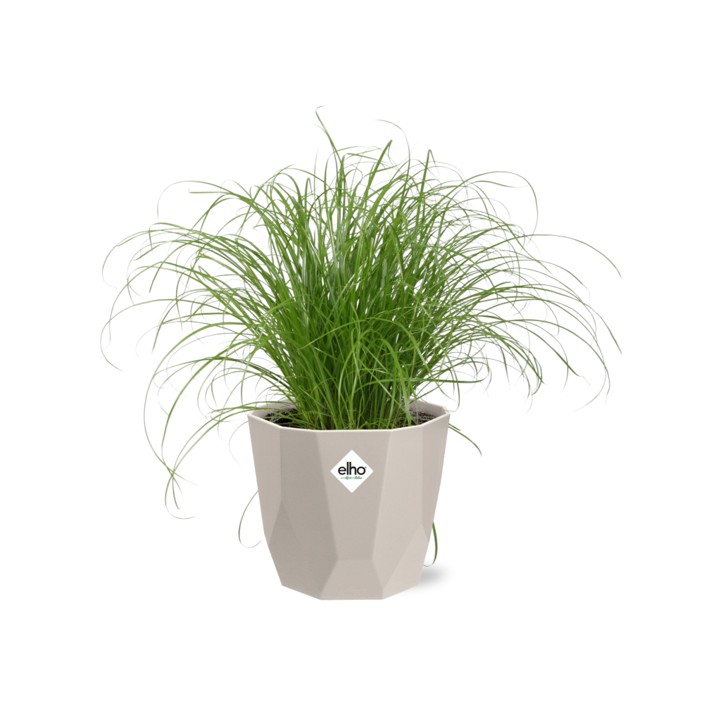 Cyperus Alternifolius Zumula Zonder Etiket in ELHO b.for rock 14 cm warm grey