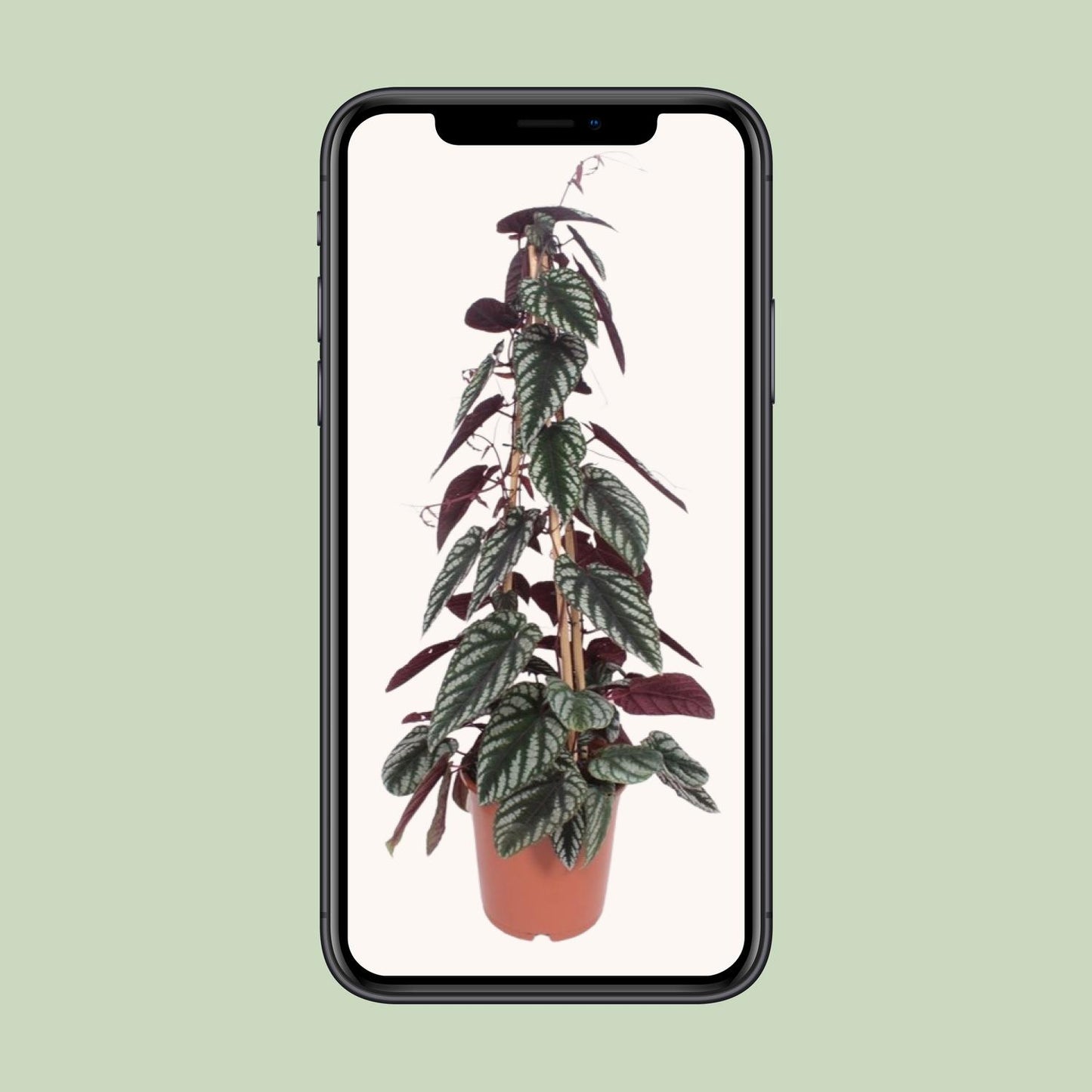 Cissus Antarctica - Ø24cm - ↕100cm