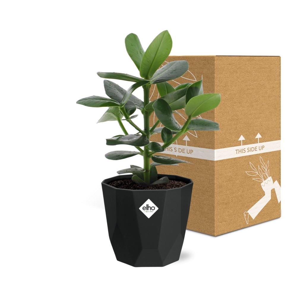 Clusia Princess in 14cm b.for rock living black
