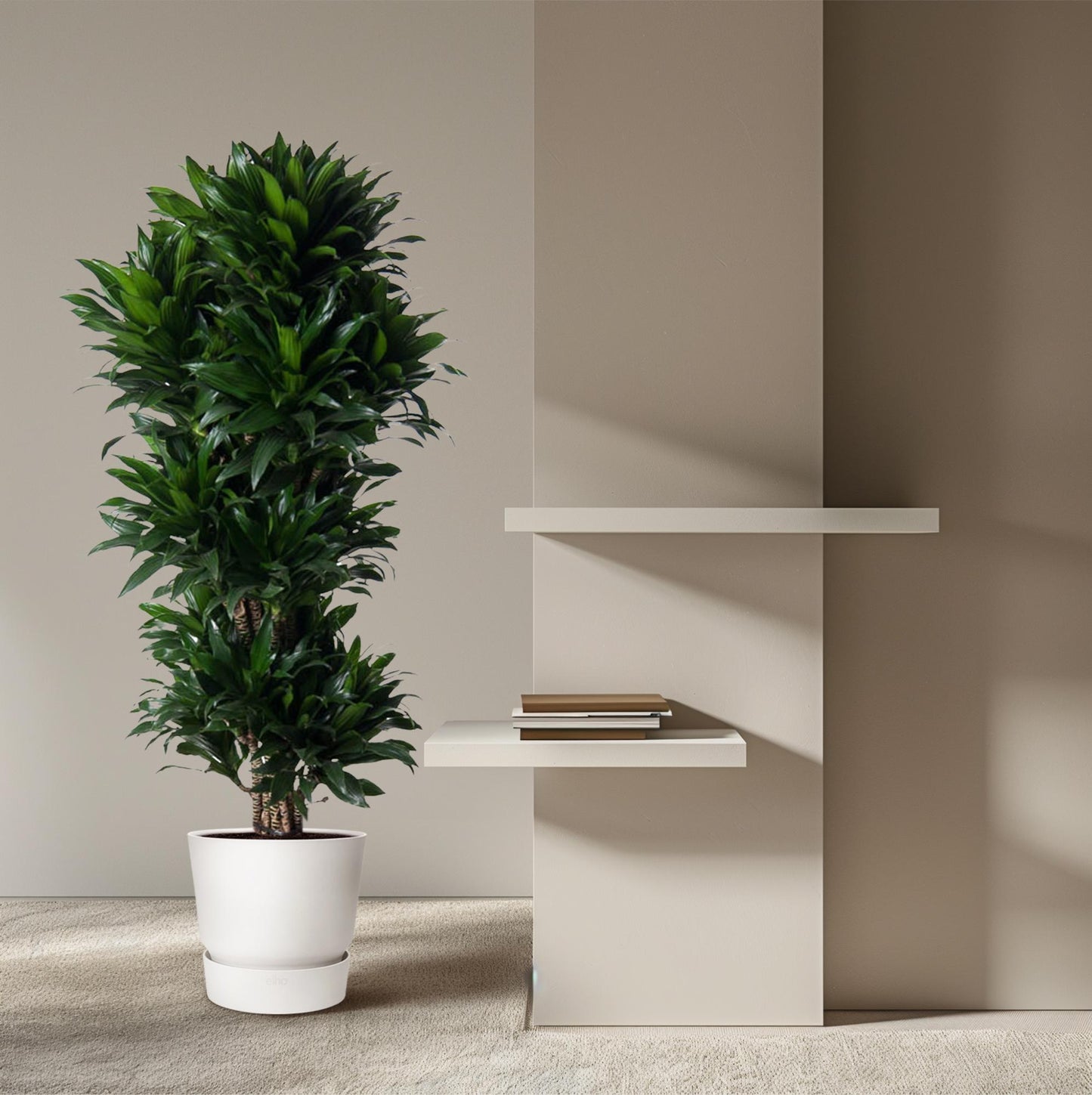 Drachenbaum Compacta – 140 cm pflegeleichte Zimmerpflanze