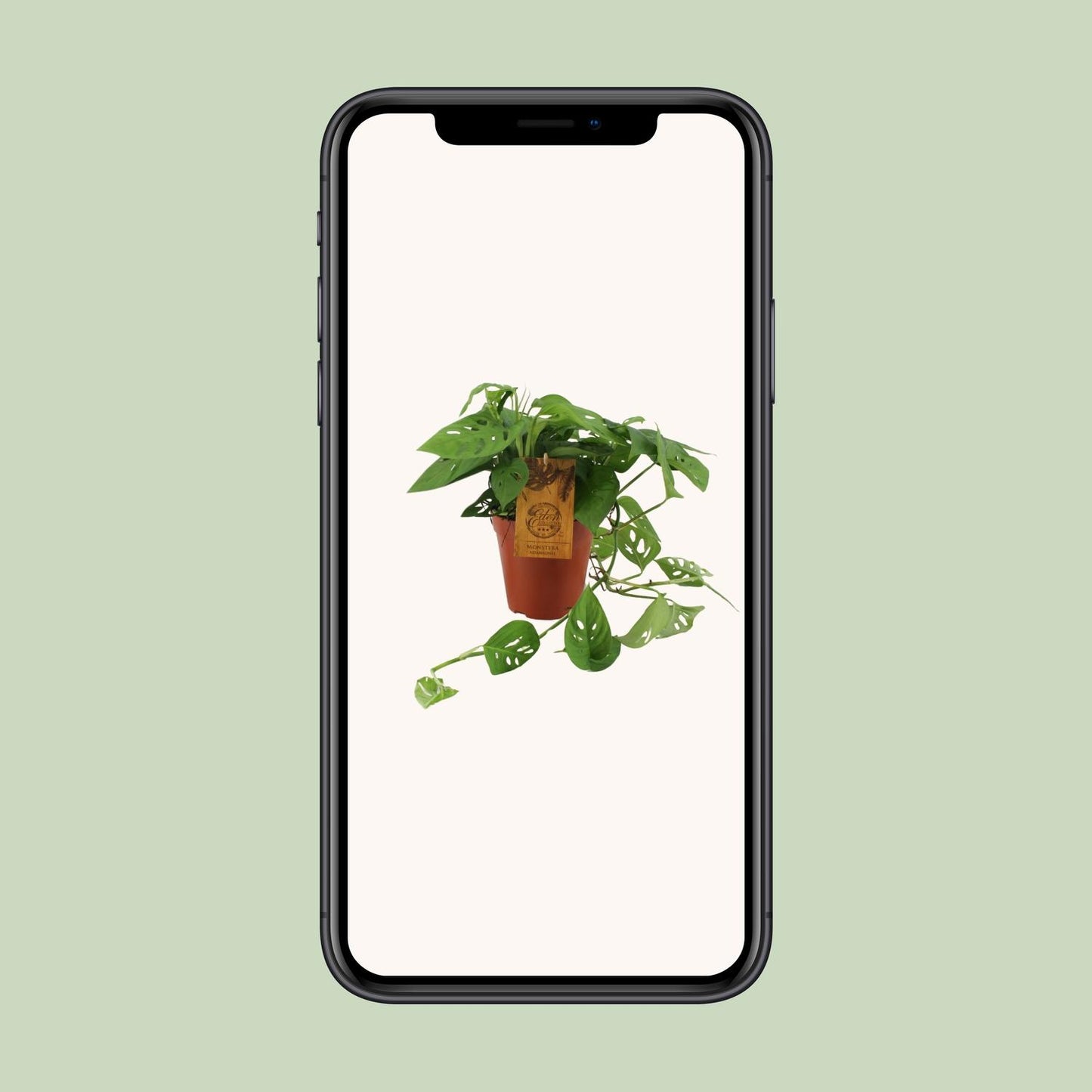 Monstera Adansonii - Ø15cm - ↕40cm