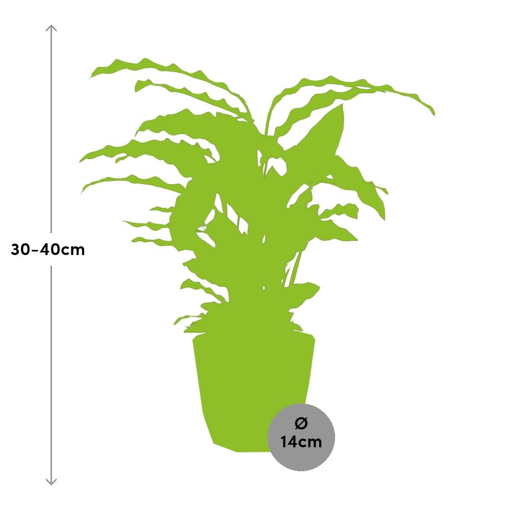 Calathea Rufibarba ‘Tropistar’ in ELHO b.for rock 14 cm warm grey