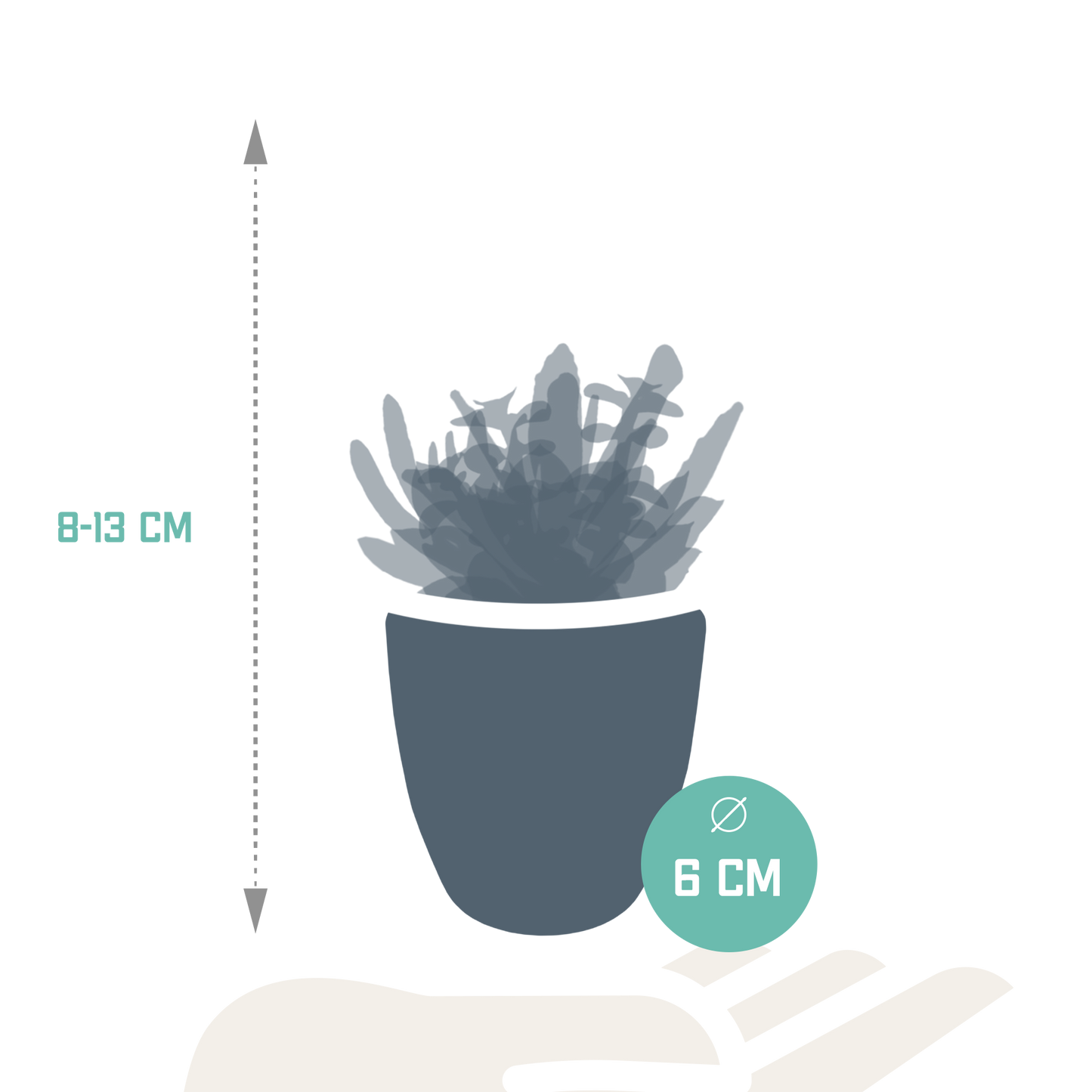 Vetplanten-Mischung 5,5 cm - 5x - in witte pot