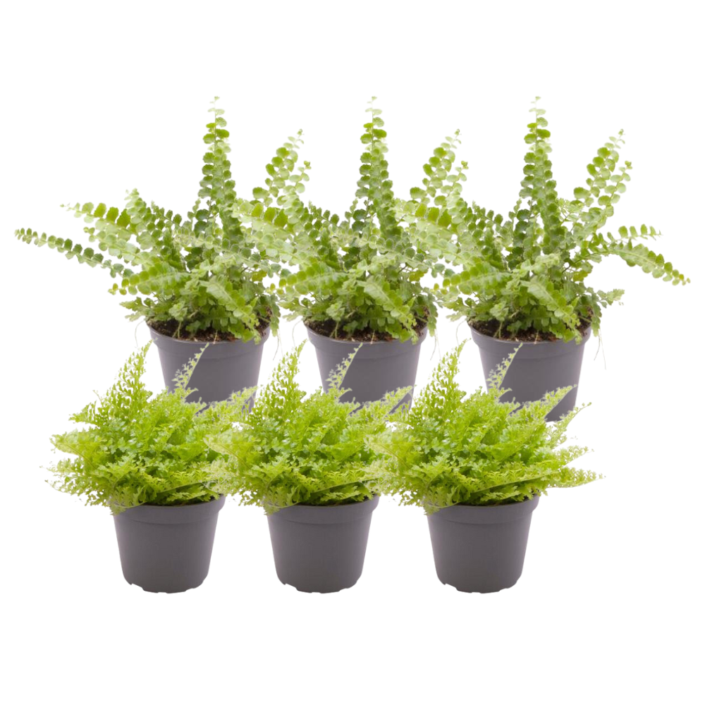 6x Nephrolepis Mix