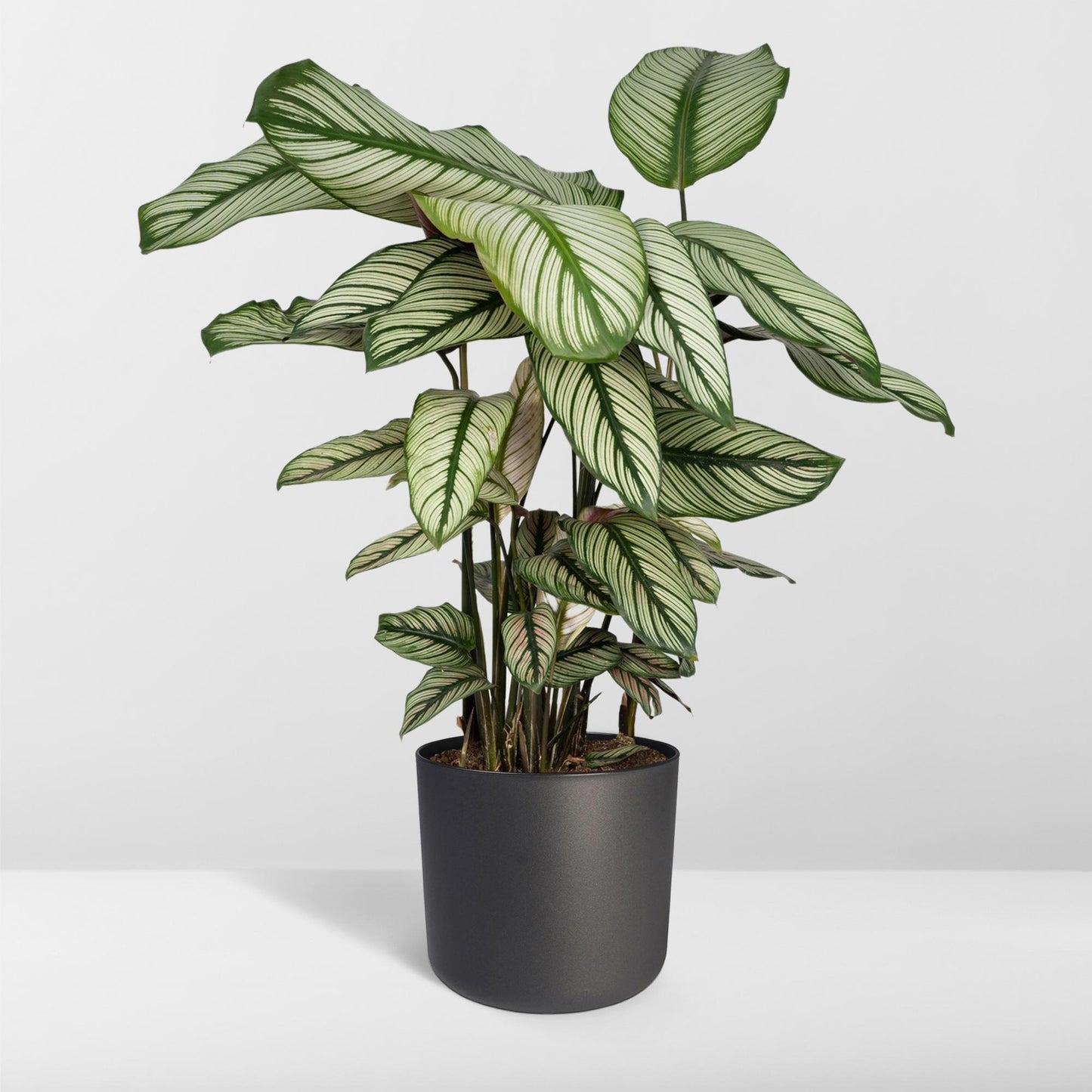 Calathea Whitestar - Pfauenpflanze - Ø19cm - ↕50cm