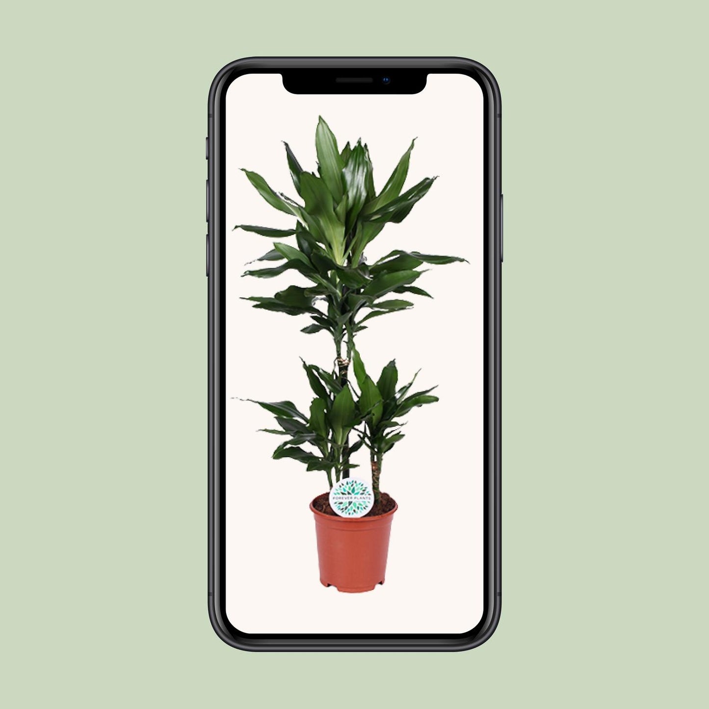 Dracaena Janet Lind - Ø21cm - ↕90cm