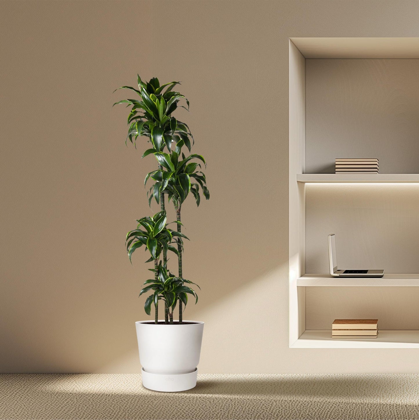 Drachenbaum Dorado 170 cm – Exotische Zimmerpflanze
