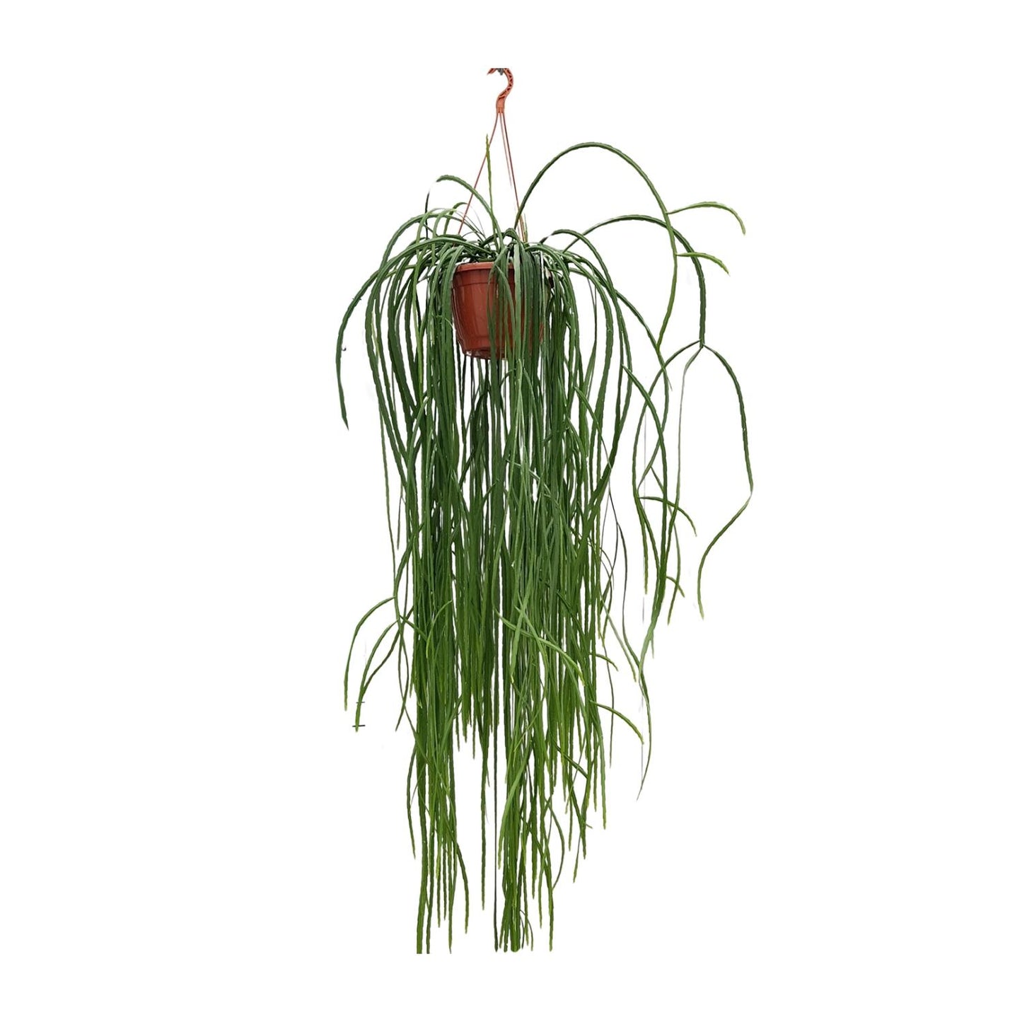 Lepismium Bolivianum - Ø20cm - ↕70cm