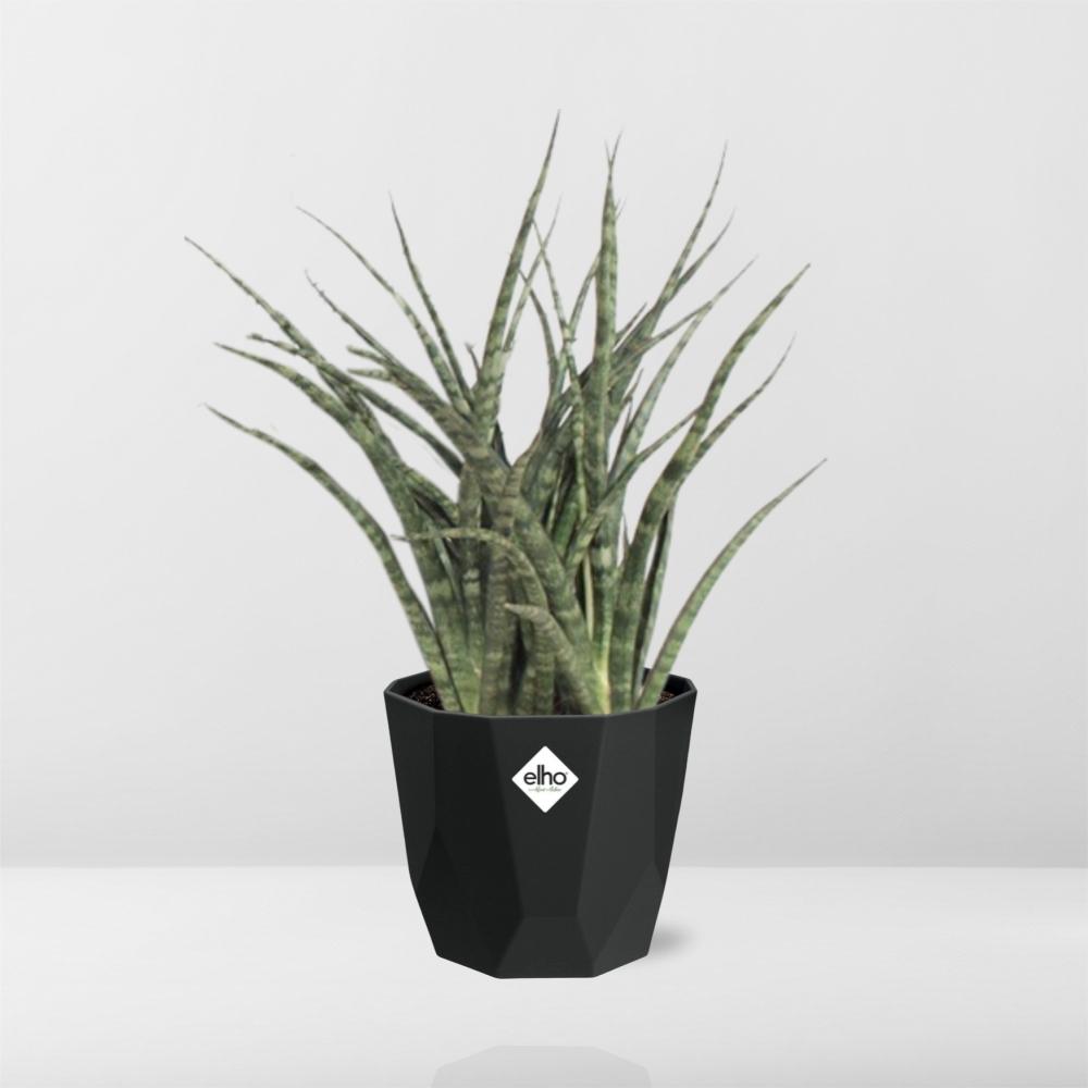 Sansevieria Fernwood Punk in 14cm b.for rock living black
