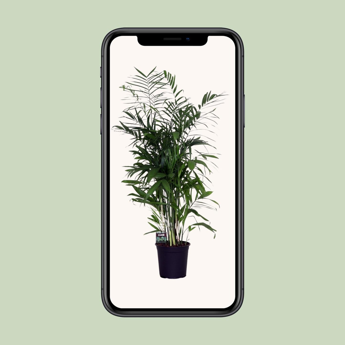 Chamaedorea Seifrizii - Ø24cm - ↕140cm