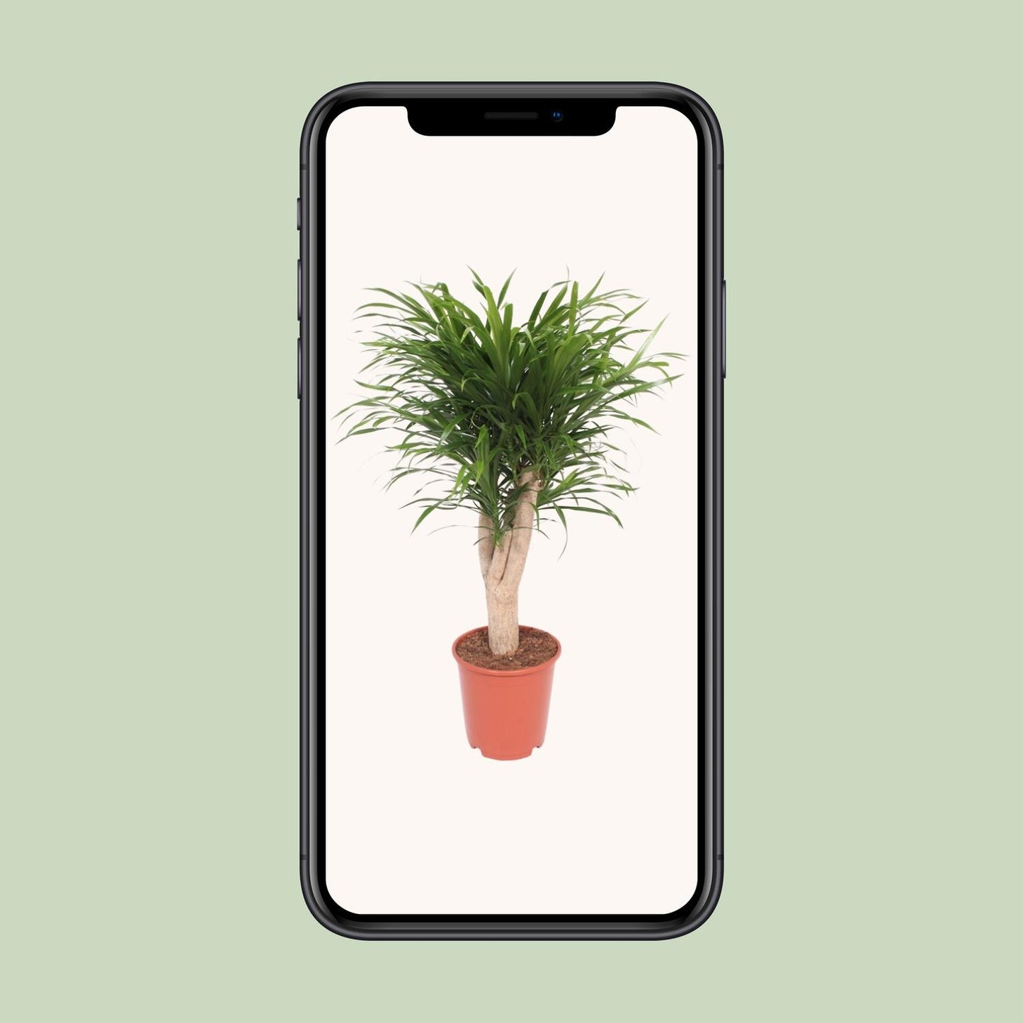 Dracaena Reflexa Anita - Ø24cm - ↕100cm
