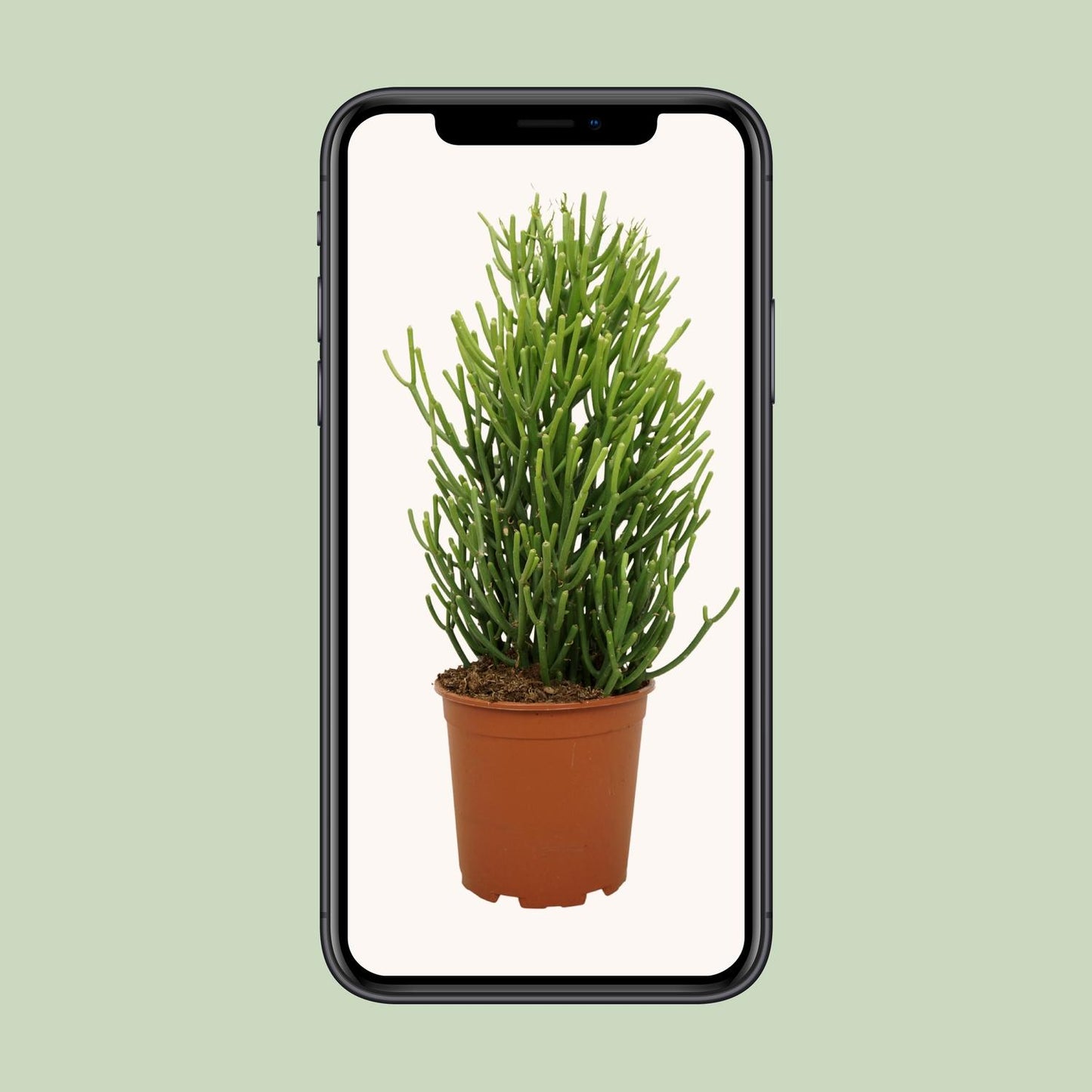 Euphorbia Tirucalli - Ø21cm - ↕60cm