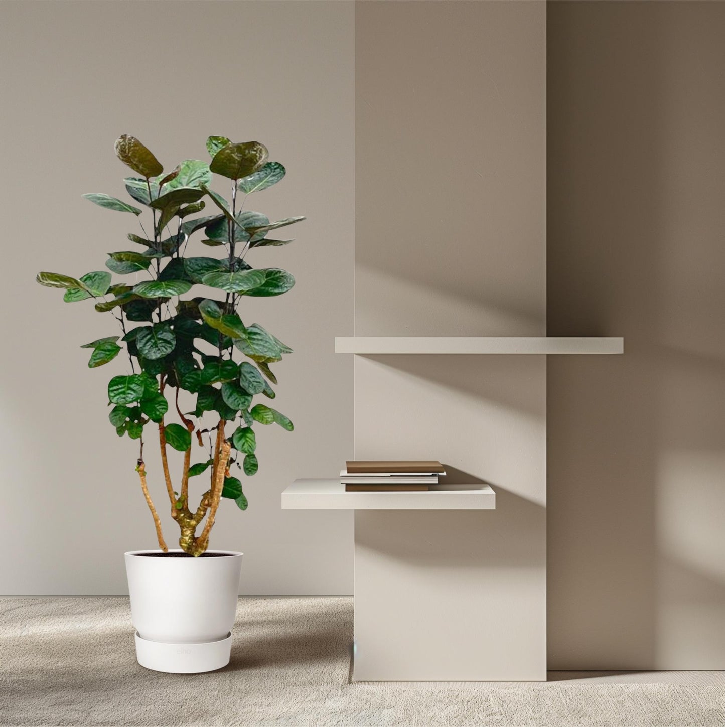 Aralie Fabian – Stilvolle Zimmerpflanze 130 cm
