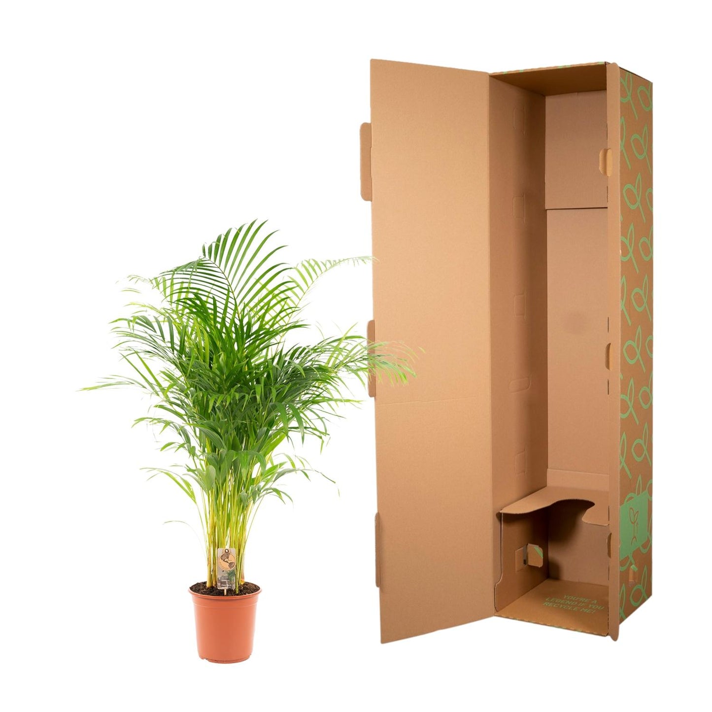 Goldfruchtpalme Areca Palme – 130 cm, luftreinigend