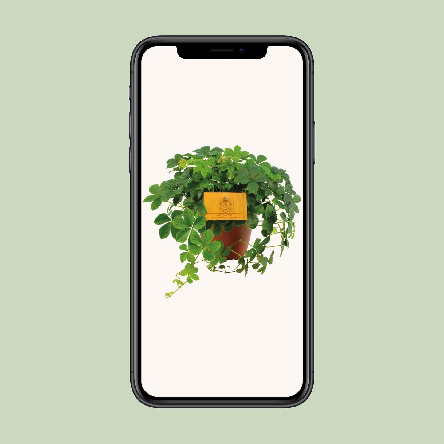 Parthenocissus Striata - Ø12cm - ↕20cm