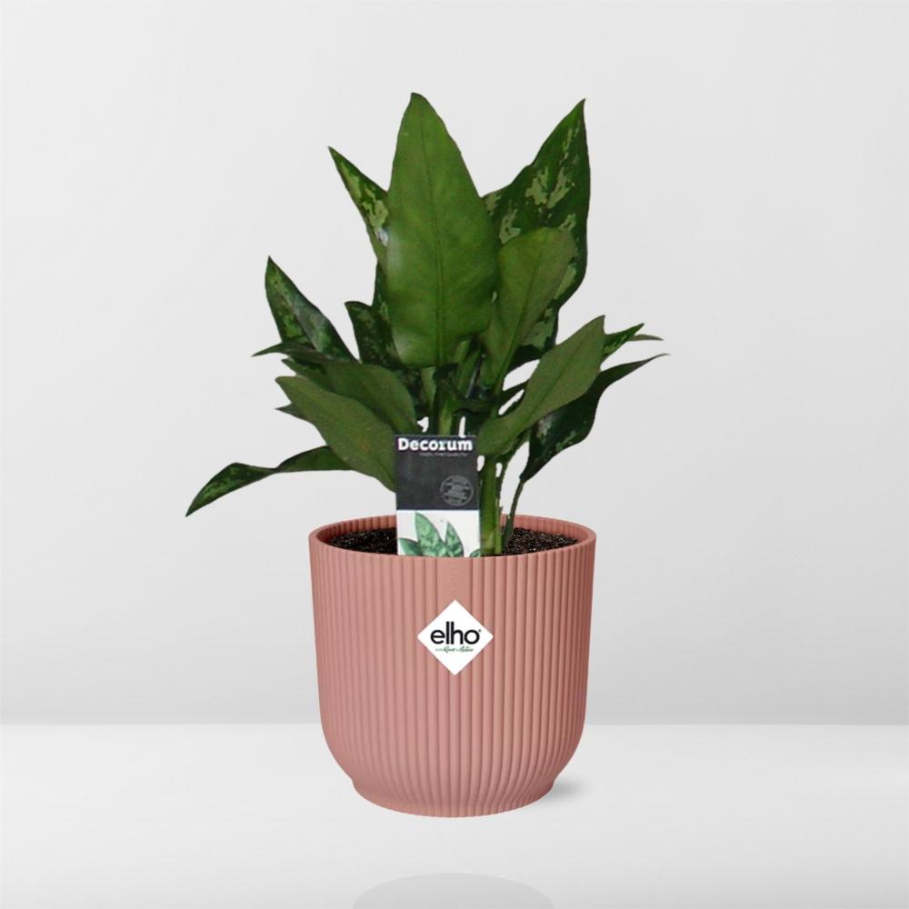 Aglaonema Maria in ELHO Vibes Fold 14cm roze