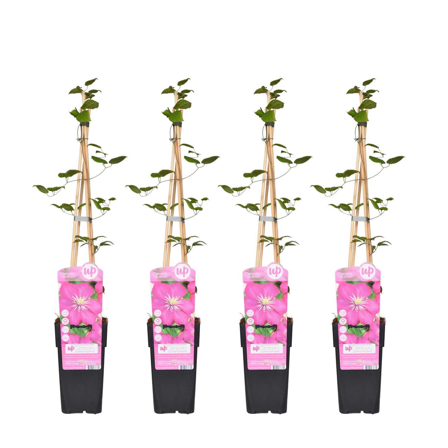 4x - Clematis Ville de Lyon - ↨65cm - Ø15