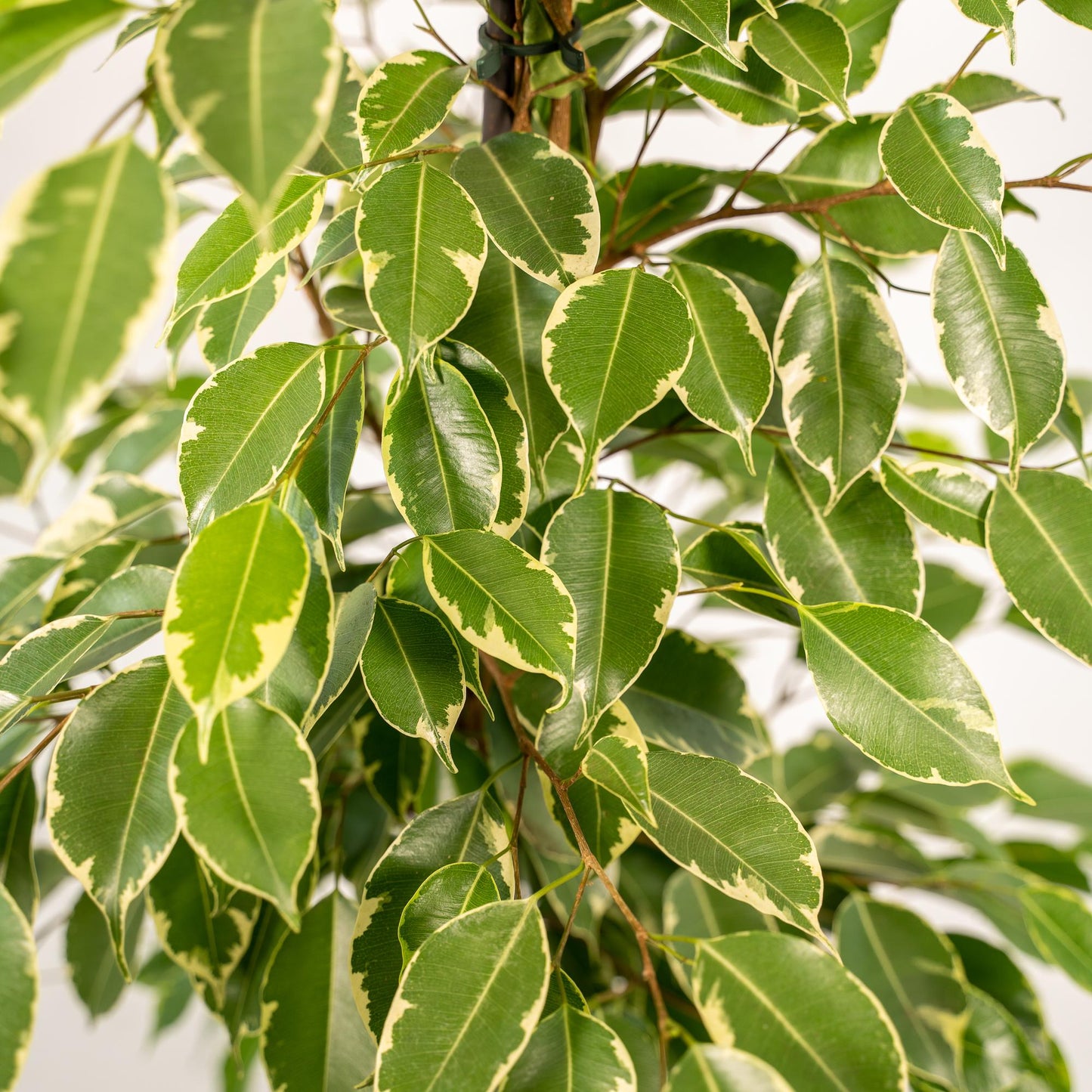 Ficus benjamina Goldenking - Ø21cm - ↕95cm + Korb Igmar