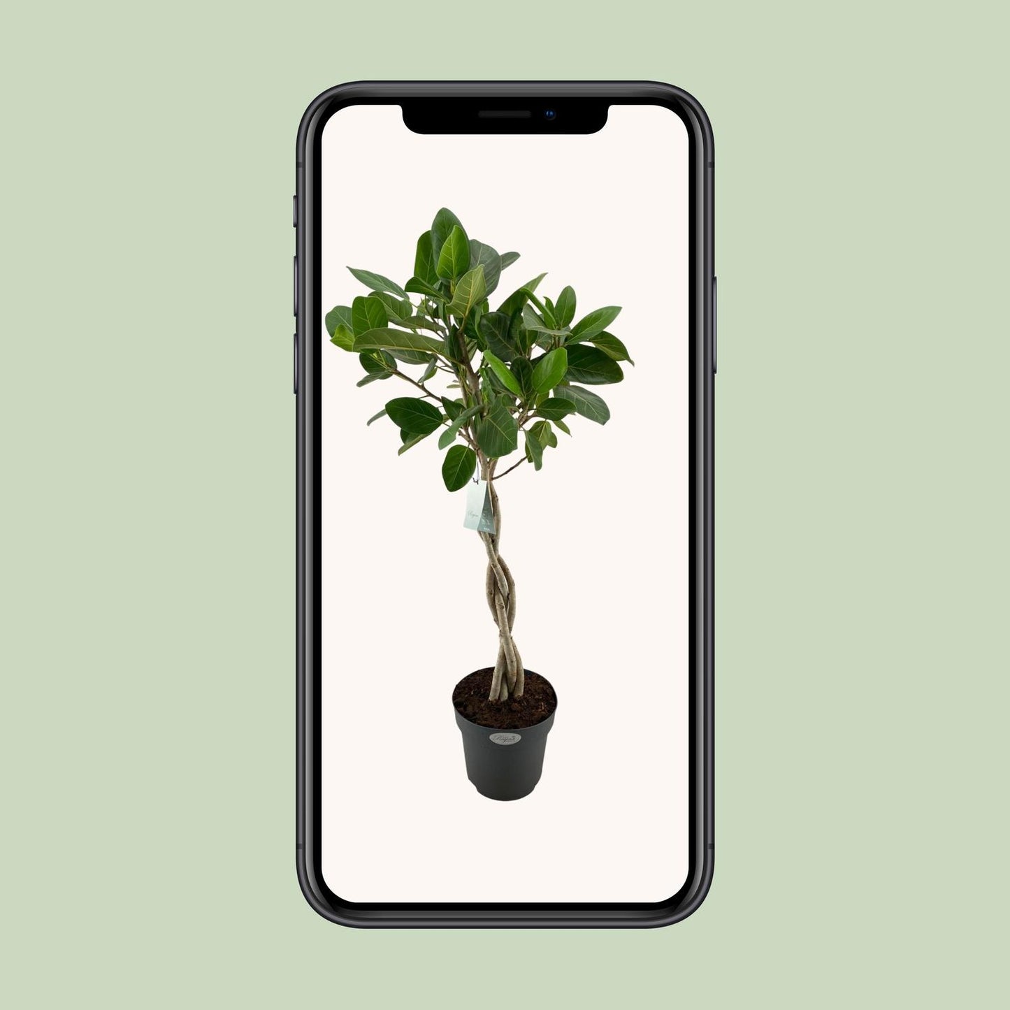 Ficus Benghalensis Audrey - Ø27cm - ↕110cm