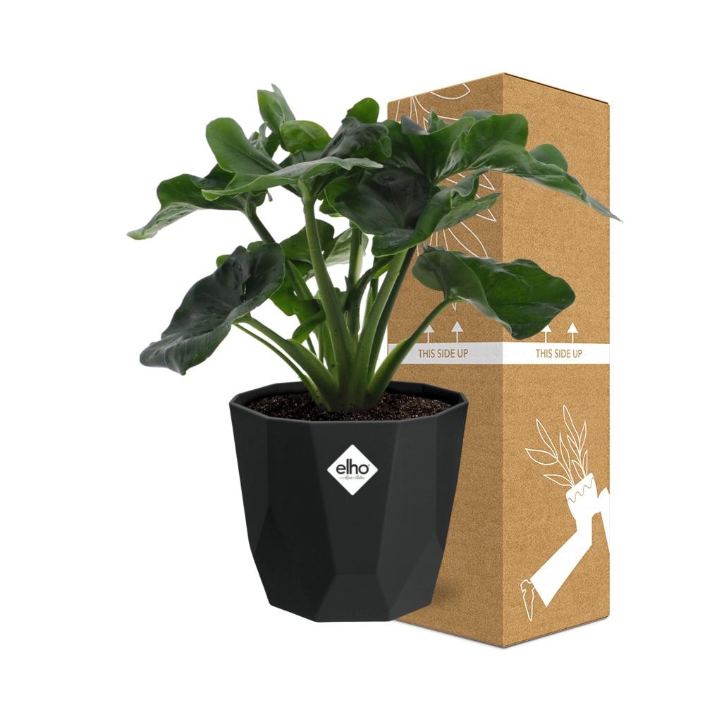 Philodendron Atom in 14cm b.for rock living black