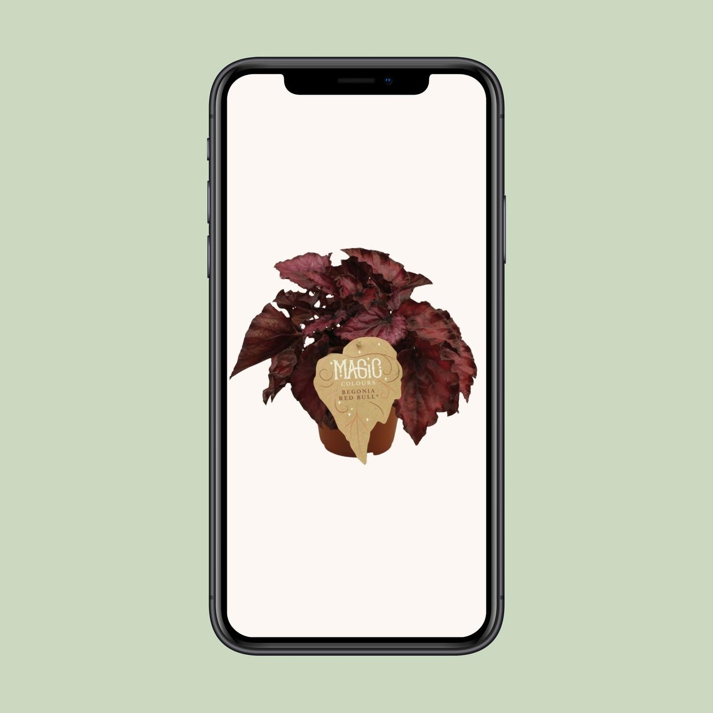 Begonia Rex Redbull - Ø12 ↕25