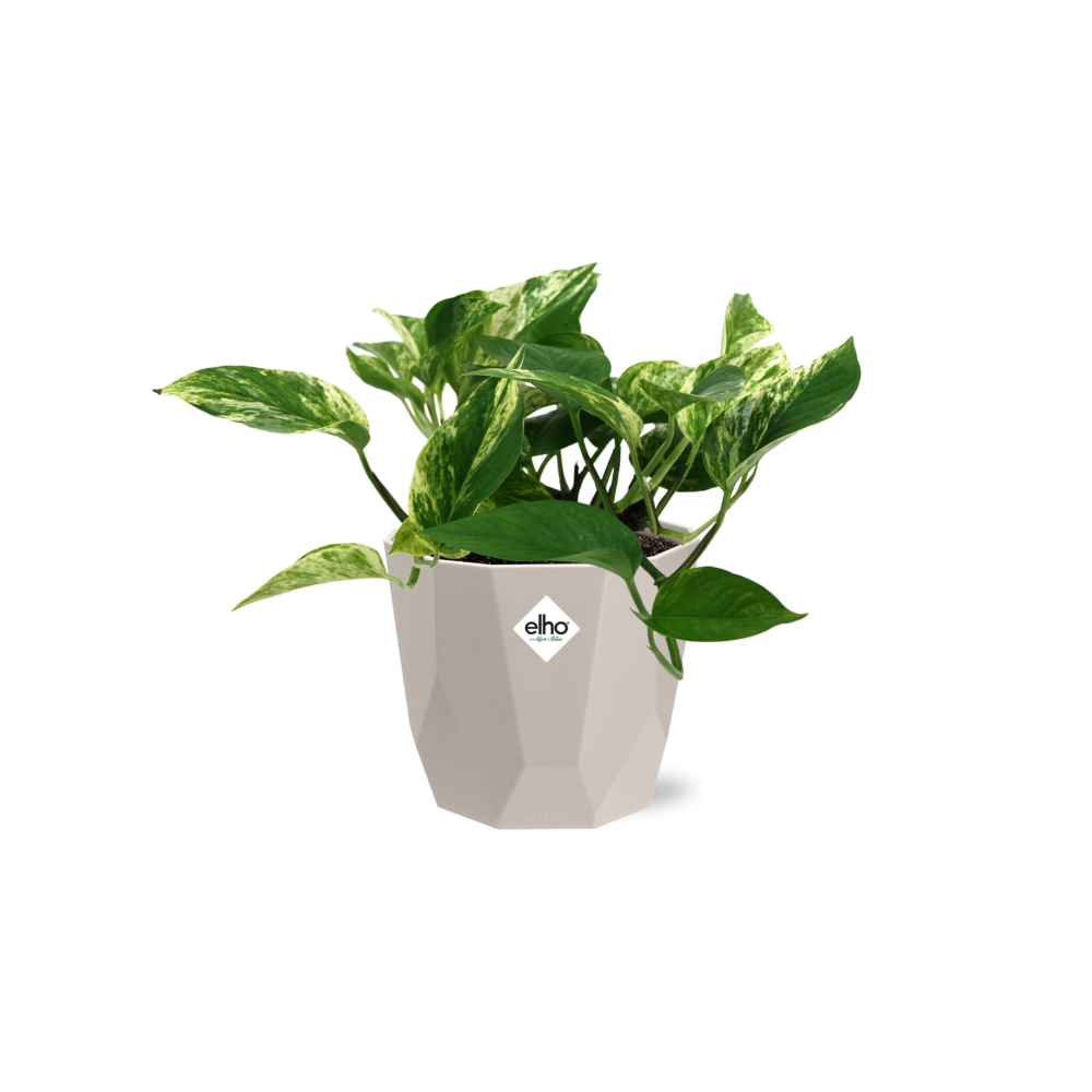 Scindapsus (Epipremnum) Marble Queen in ELHO b.for rock 14 cm warm grey