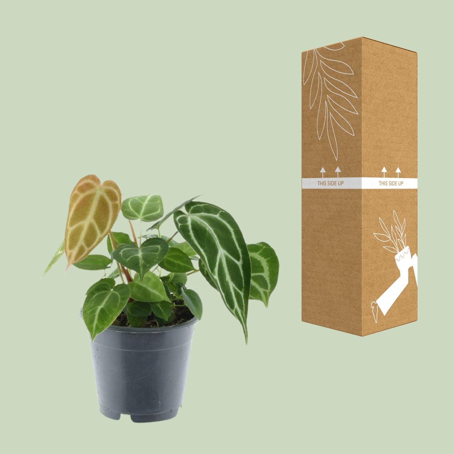 Anthurium Chrystallinum P12 - Ø12cm - ↕35cm