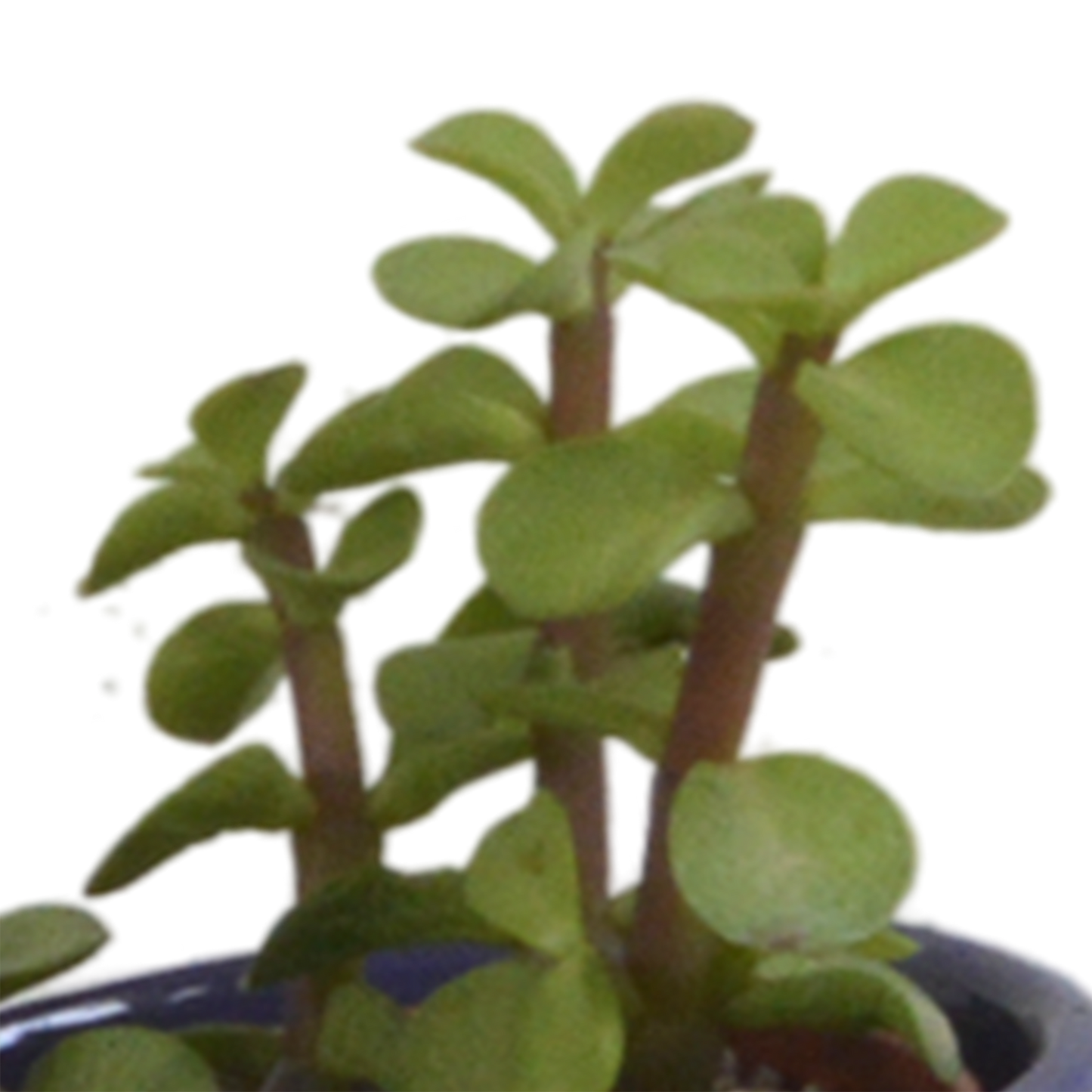 Vetplanten-Mischung 5,5 cm - 5x - in Mexicaanse pot