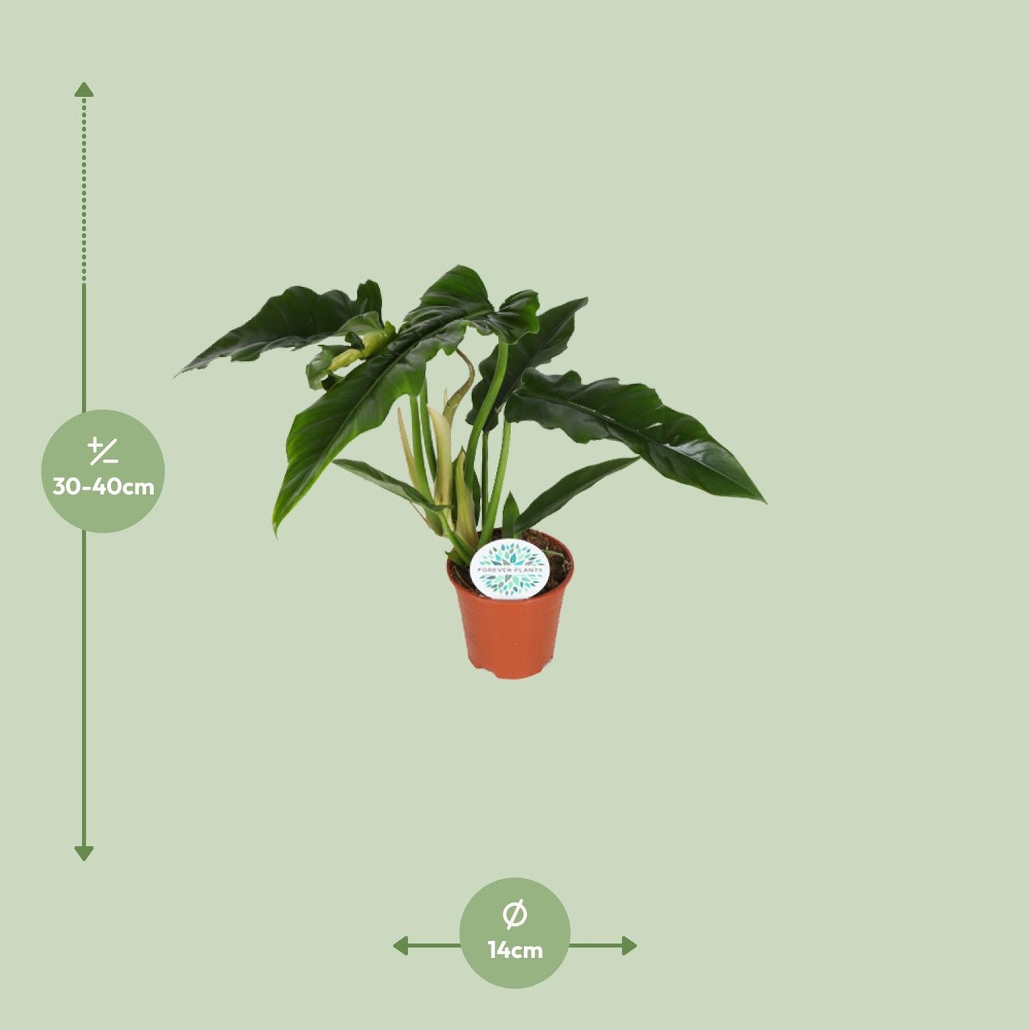 Philodendron Narrow - Ø14cm - ↕40cm