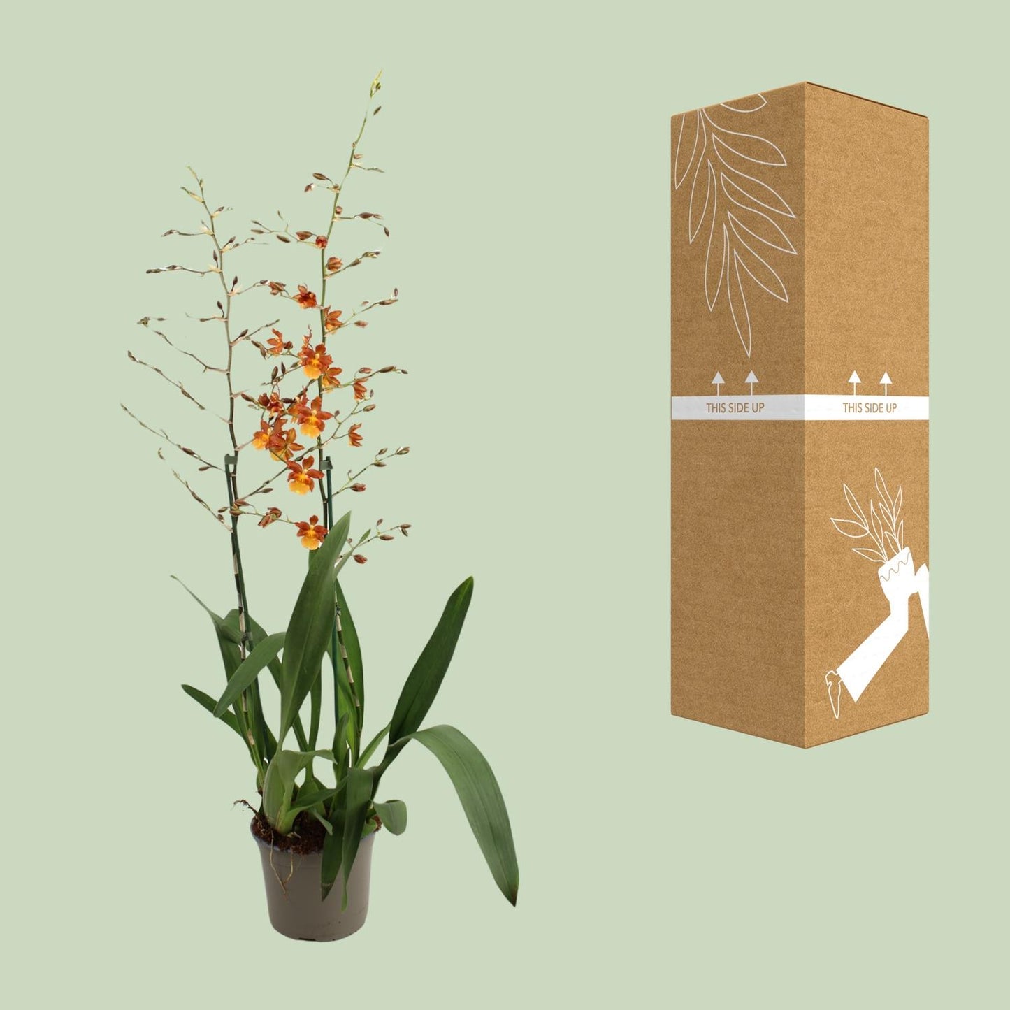 Catatante 2 Tak Toef 17 Cm - Ø17cm - ↕80cm
