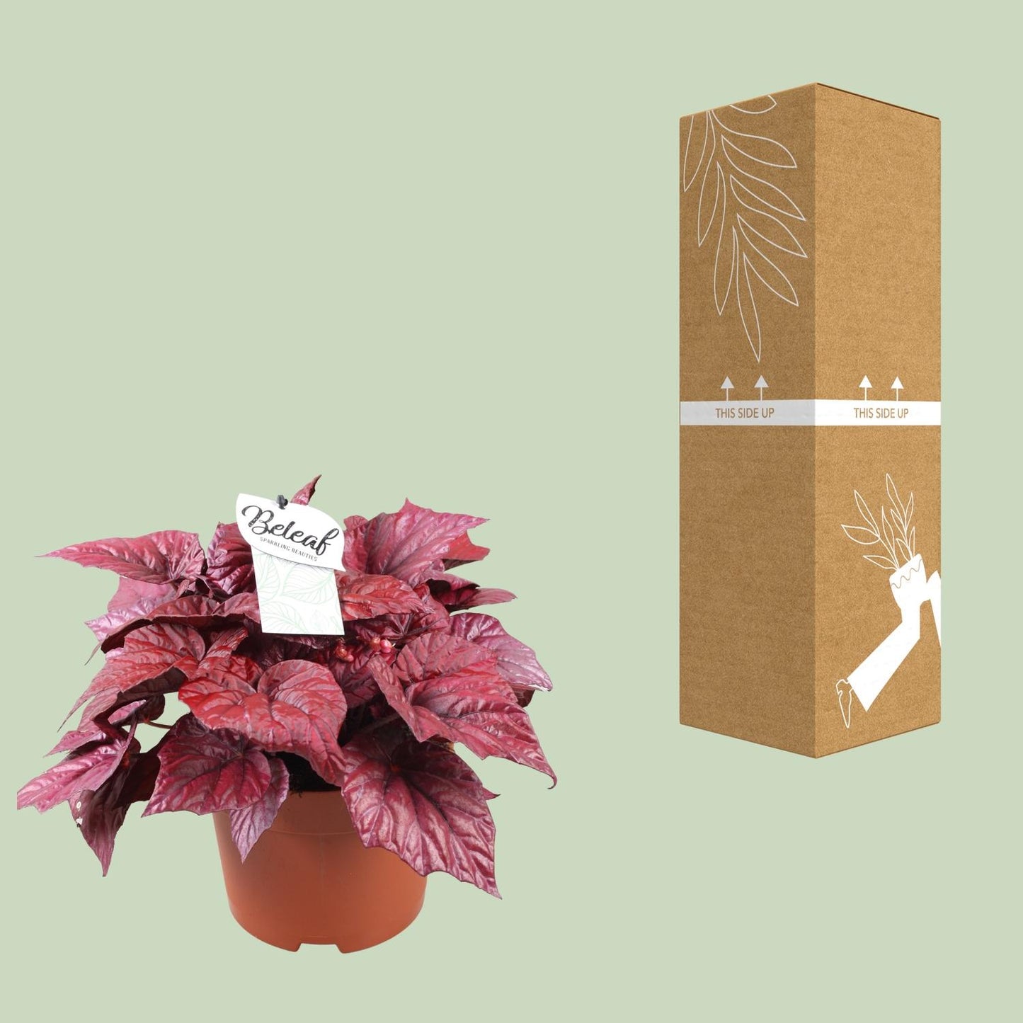 Begonia Beleaf Inca Flame - Ø17cm - ↕32cm