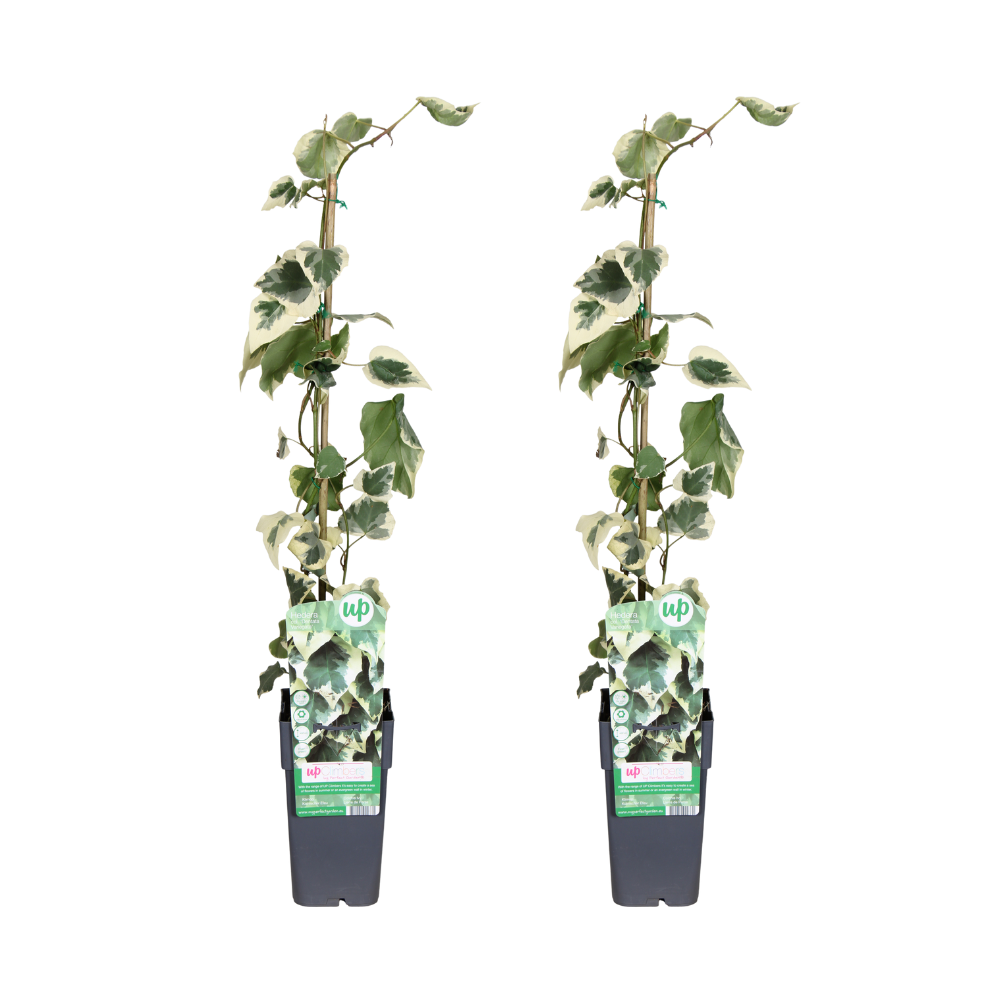 Hedera colchica Dentata Variegata - 2 Stücke - Ø15cm - ↕65cm