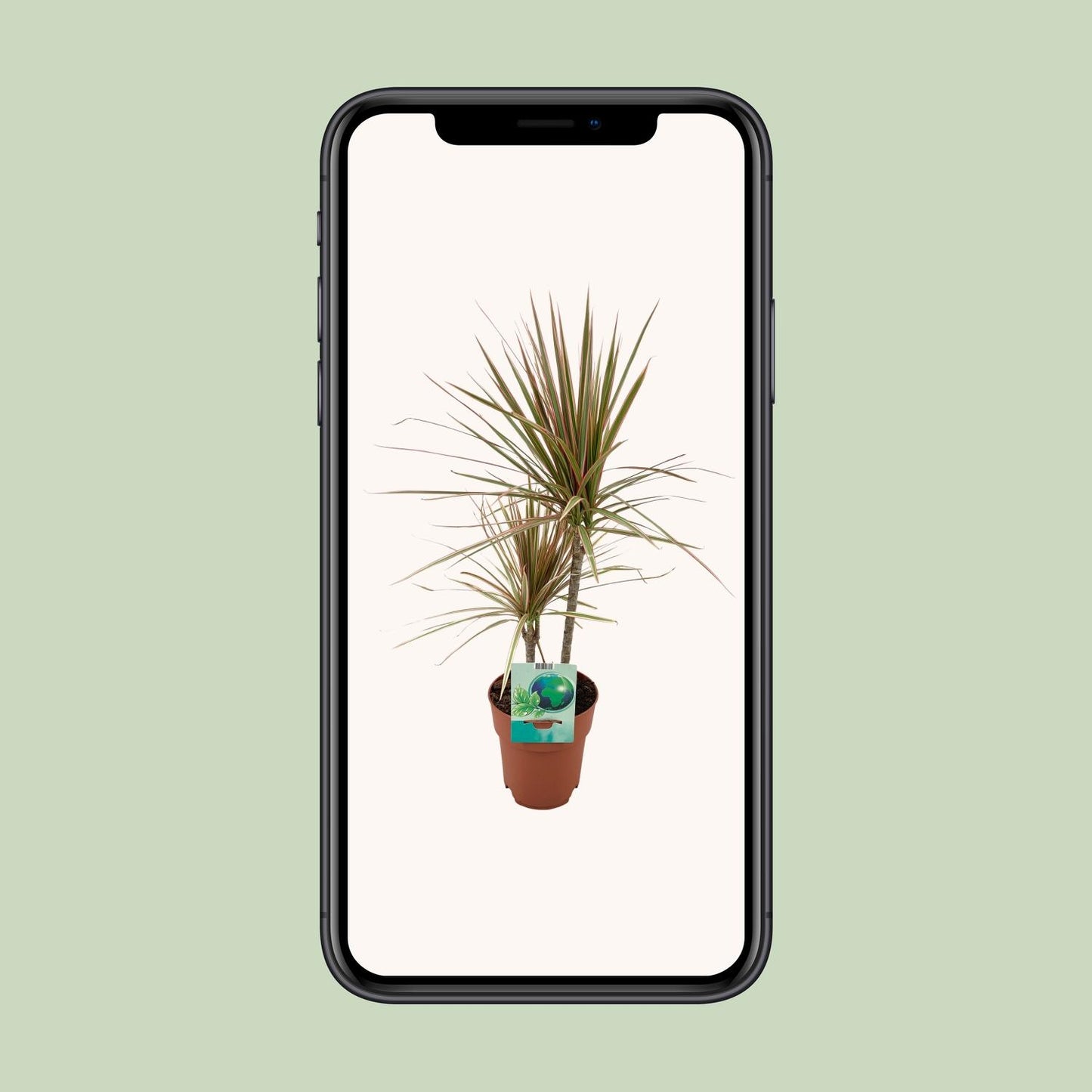 Dracaena Marginata Bicolor - Ø19cm - ↕70cm