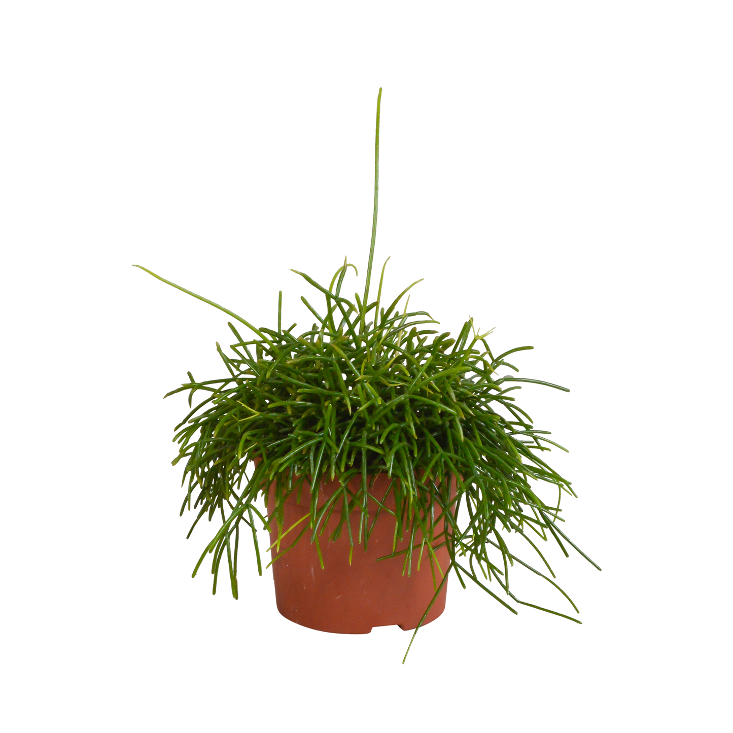 Rhipsalis baccifera Oase 12cm
