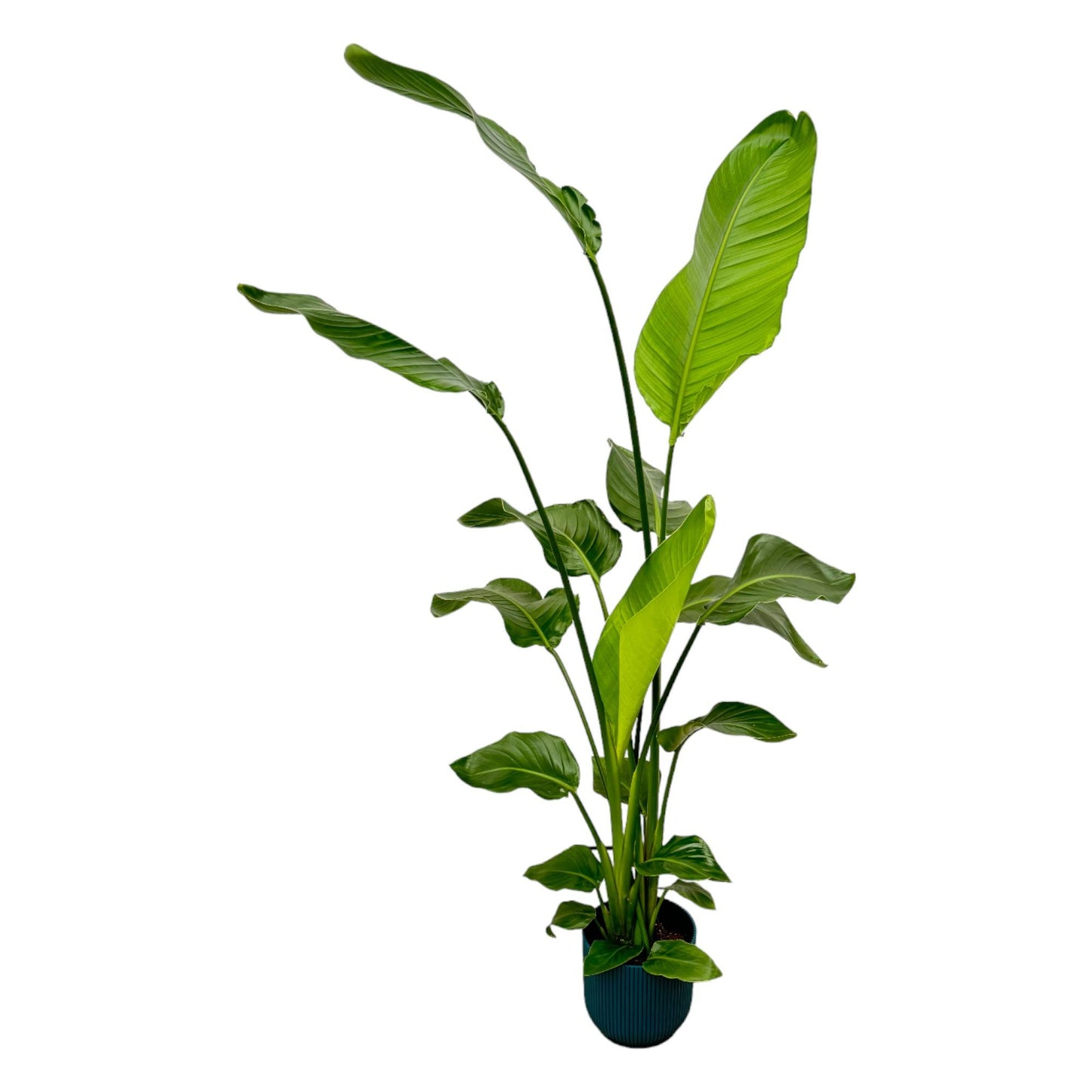 Weißer Paradiesvogel Strelitzia Nicolai 130 cm mit Topf