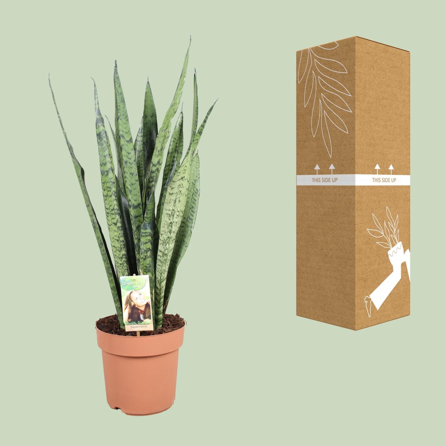 Sansevieria Zeylanica - Ø21cm - ↕75cm
