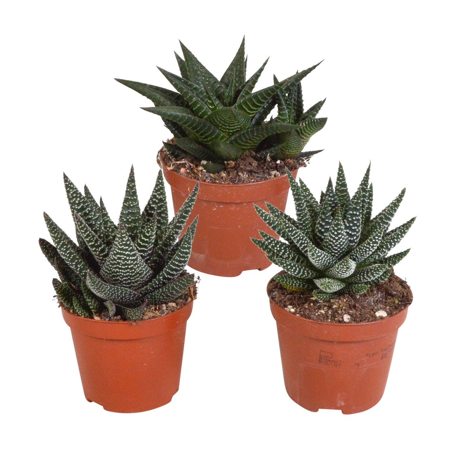 Gasterie & Haworthie Mix – 3er Set Sukkulenten 8,5 cm