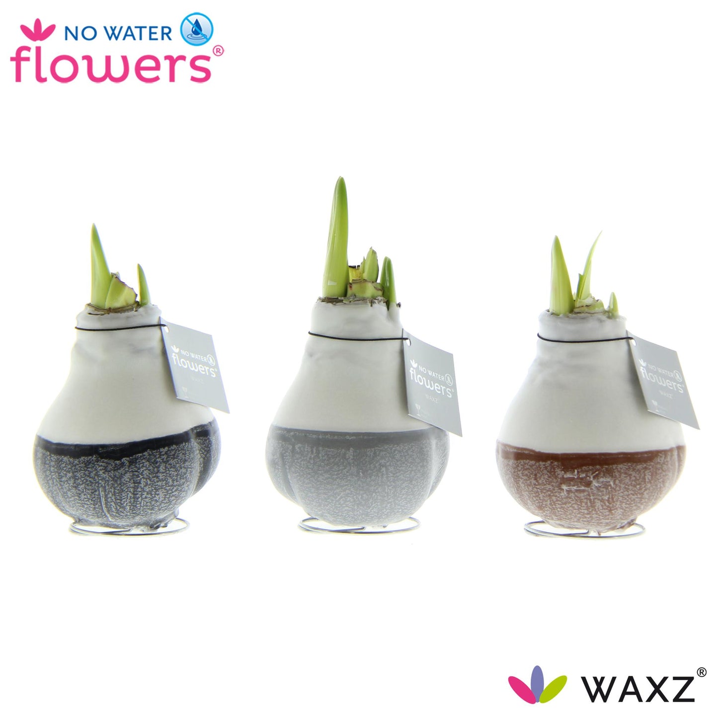 No Water Flowers Waxz Dipz Natural - 3 Stücke - Ø7 cm - ↕15 cm